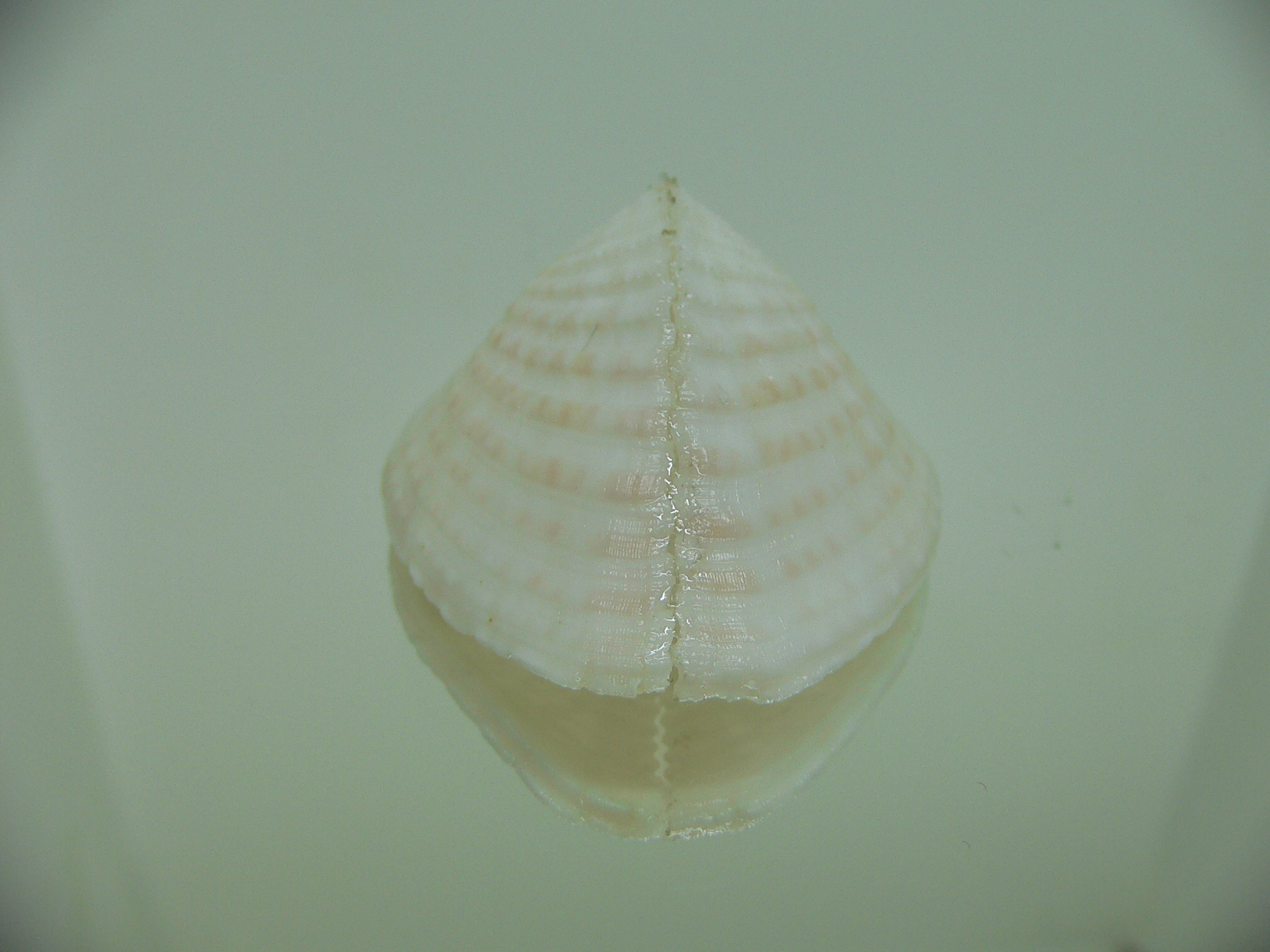 Corculum lorenzi WIDE