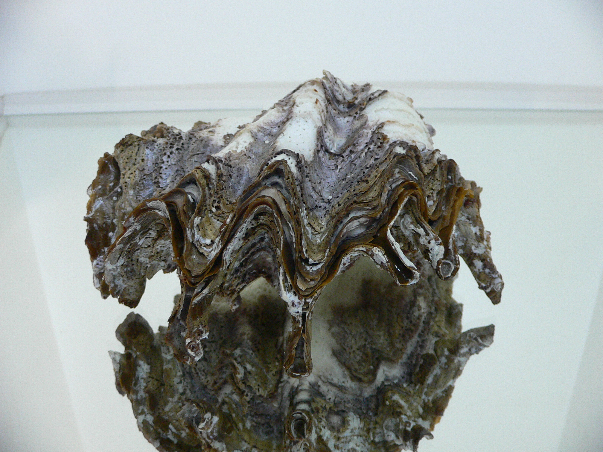 Hyotissa SP.