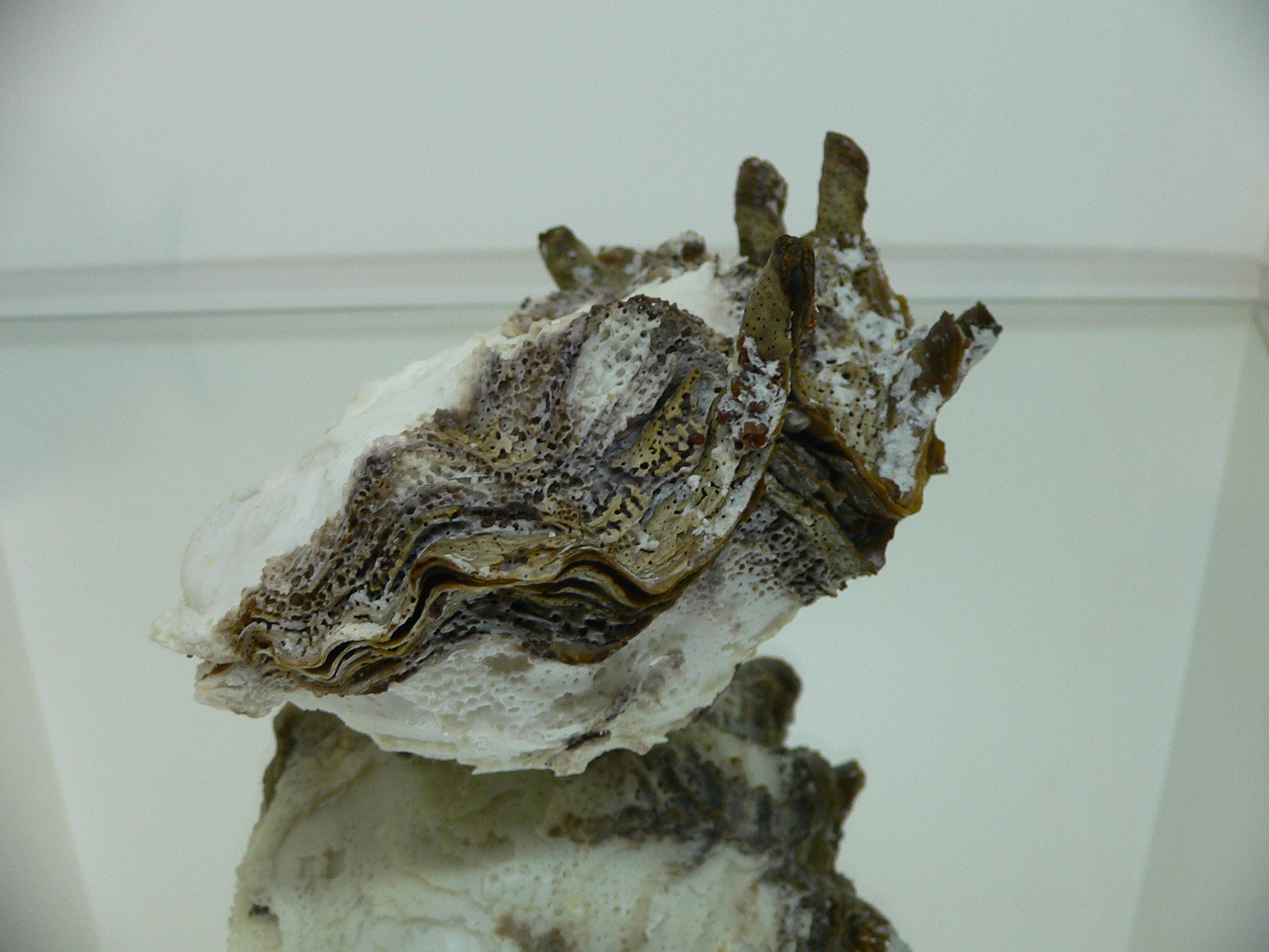 Hyotissa SP.