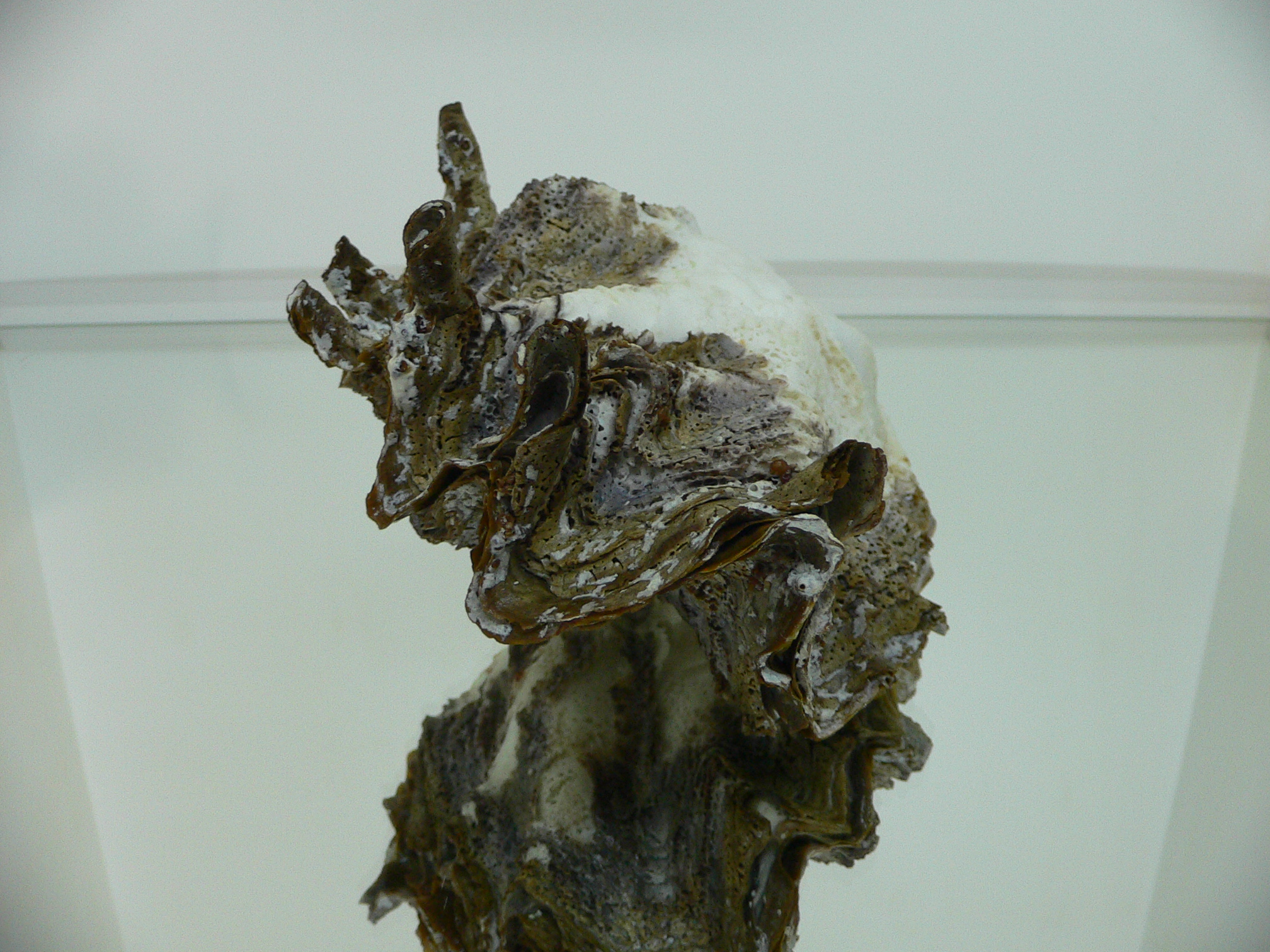 Hyotissa SP.