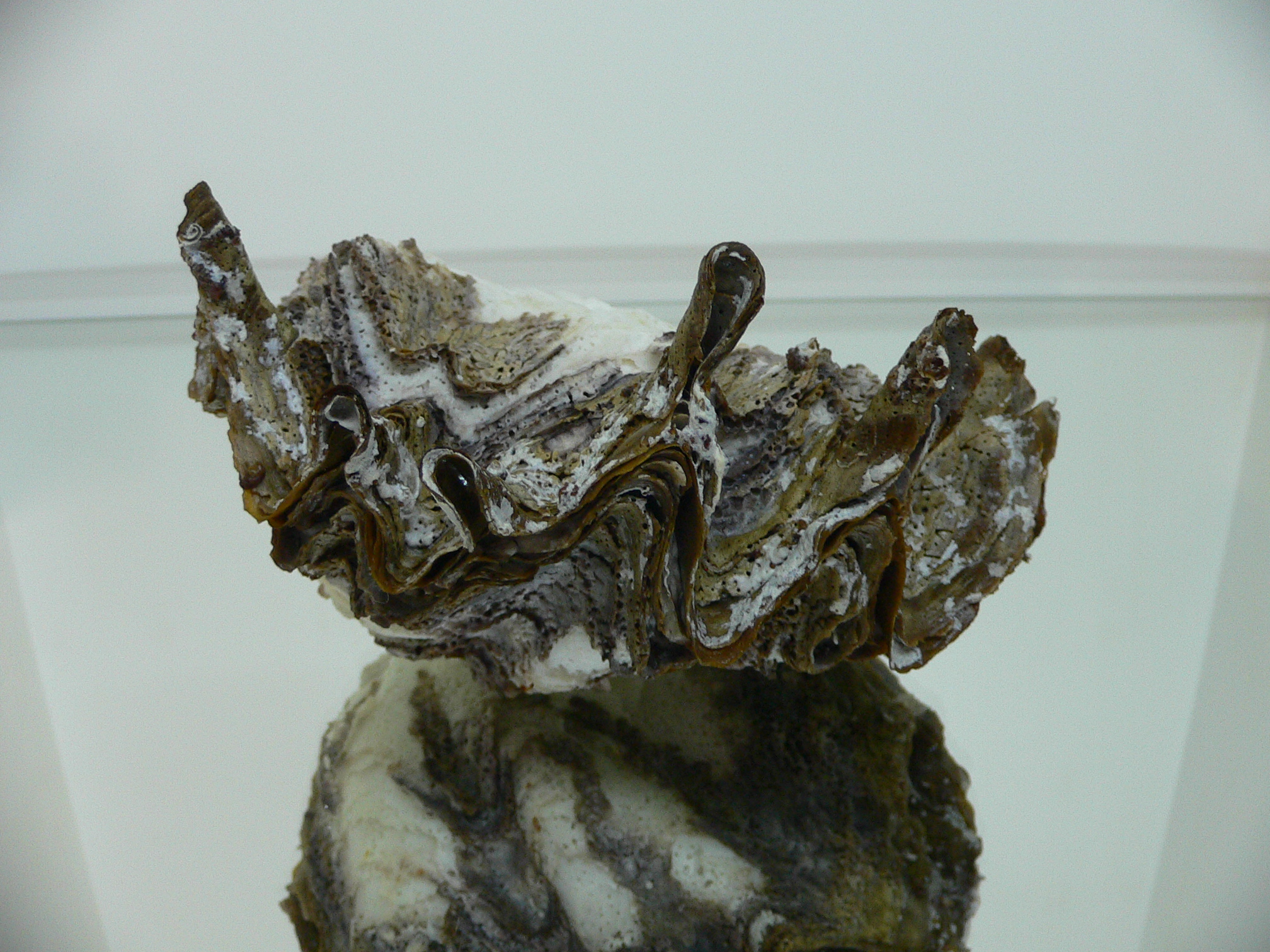 Hyotissa SP.