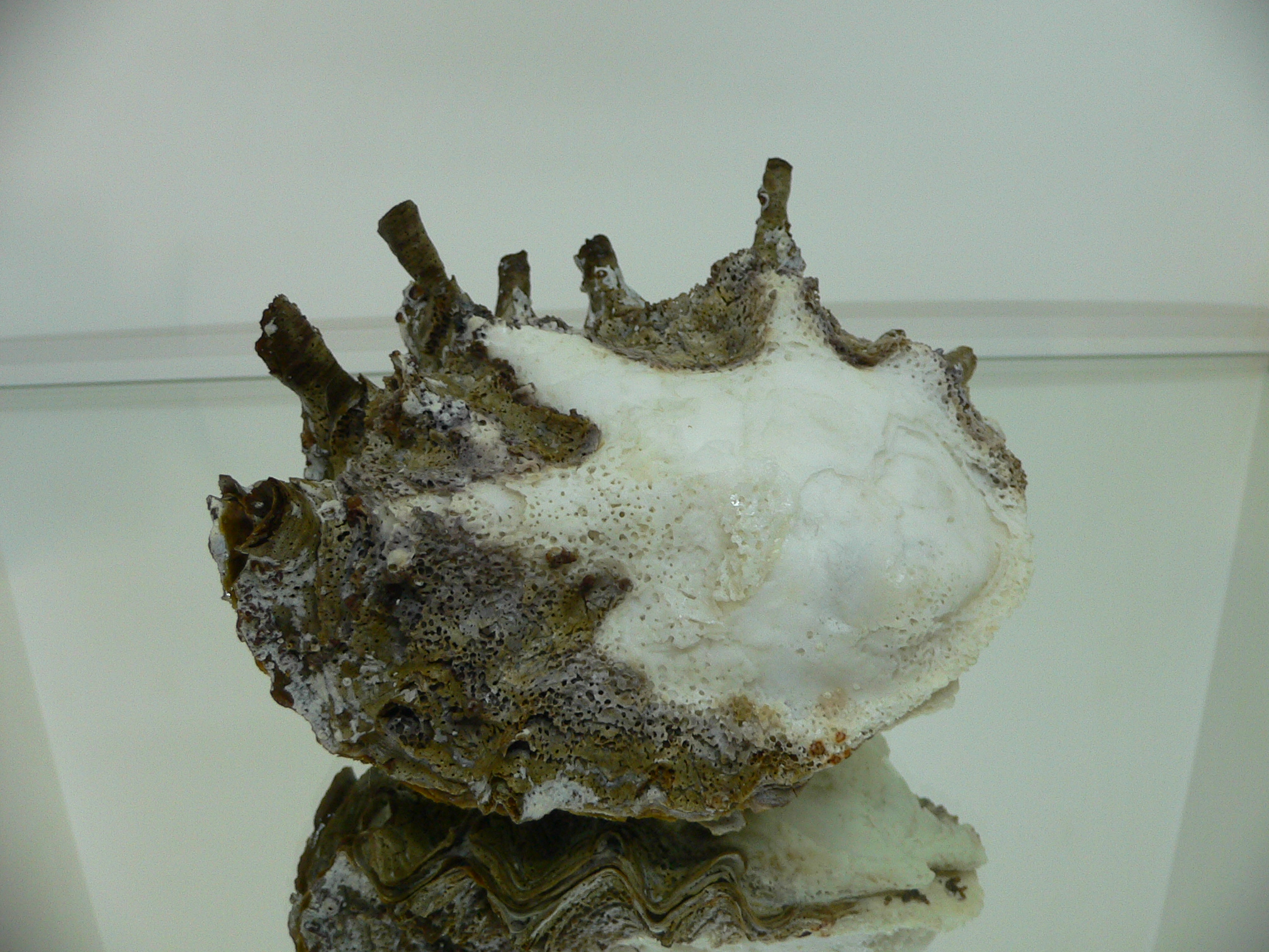 Hyotissa SP.