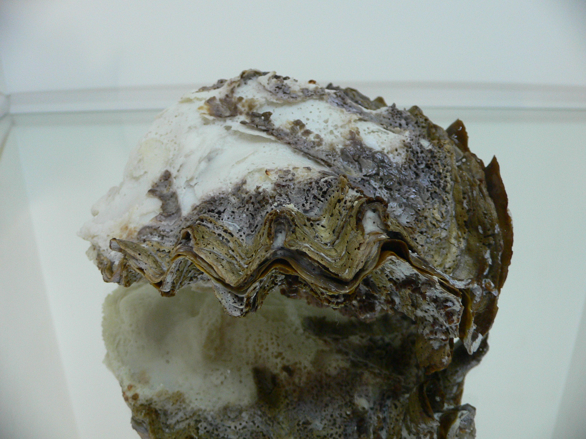 Hyotissa SP.