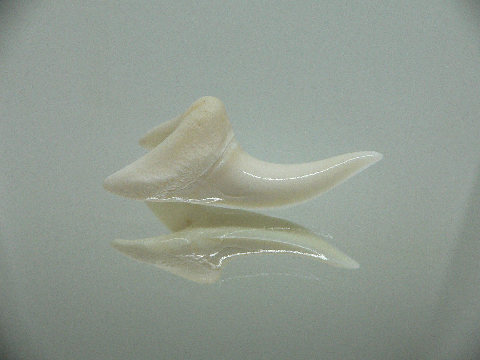 Isurus oxyrinchus - Зуб акулы МАКО 7