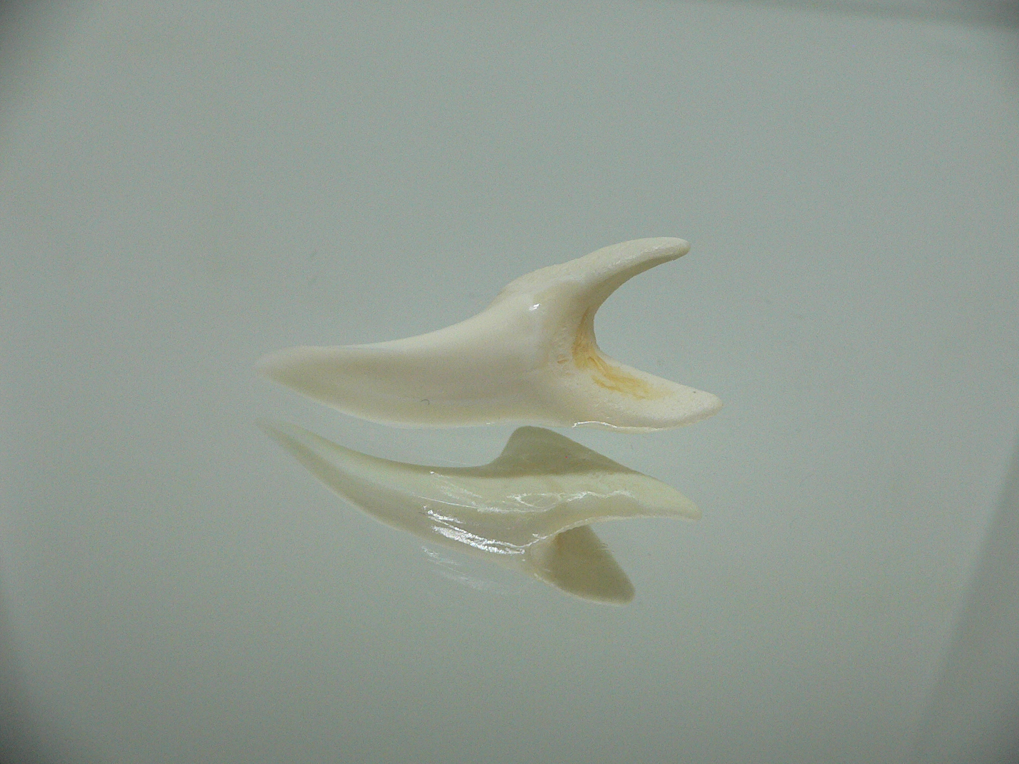 Isurus oxyrinchus - Зуб акулы МАКО 7