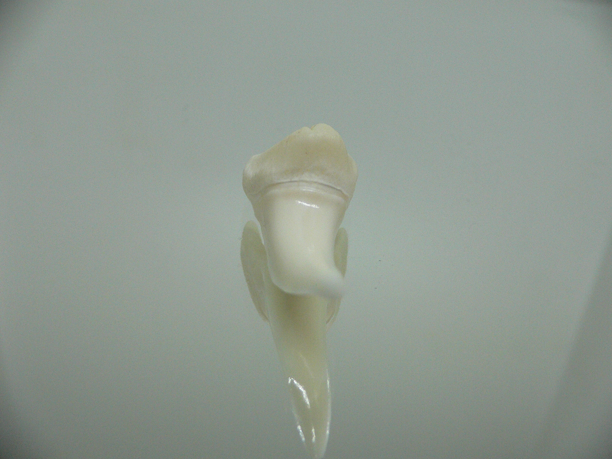 Isurus oxyrinchus - Зуб акулы МАКО 7