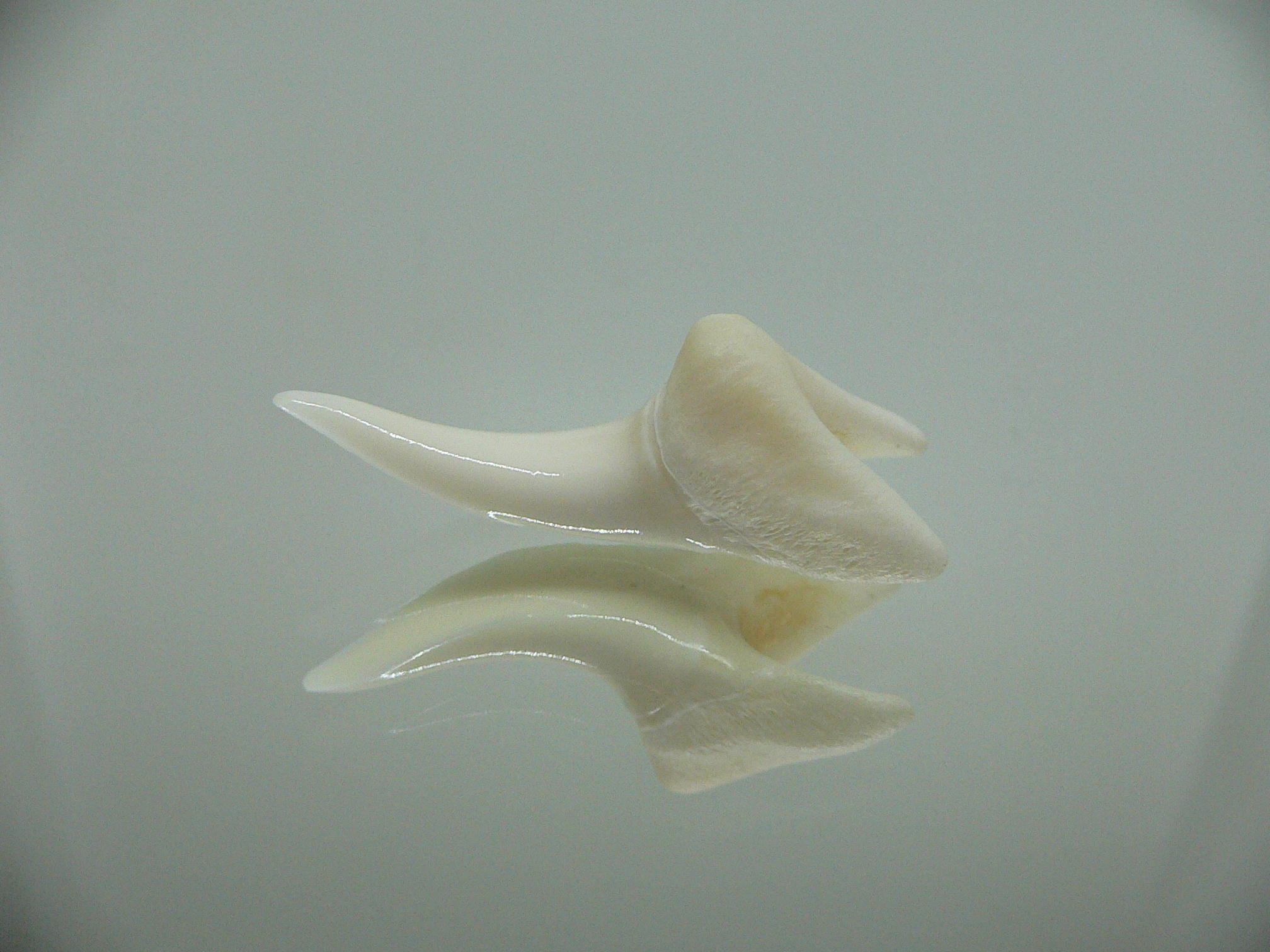 Isurus oxyrinchus - Зуб акулы МАКО 7