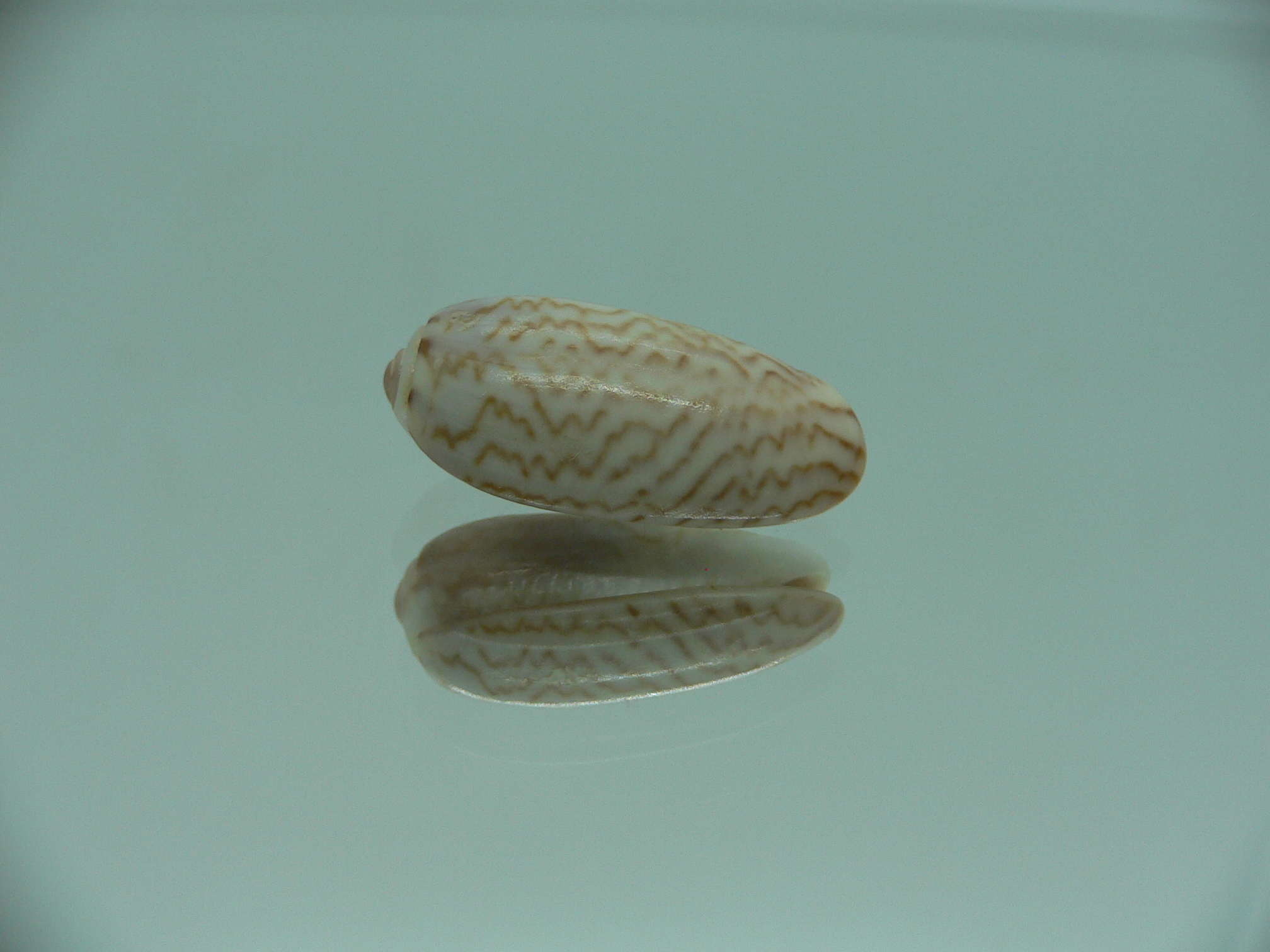 Oliva virgata