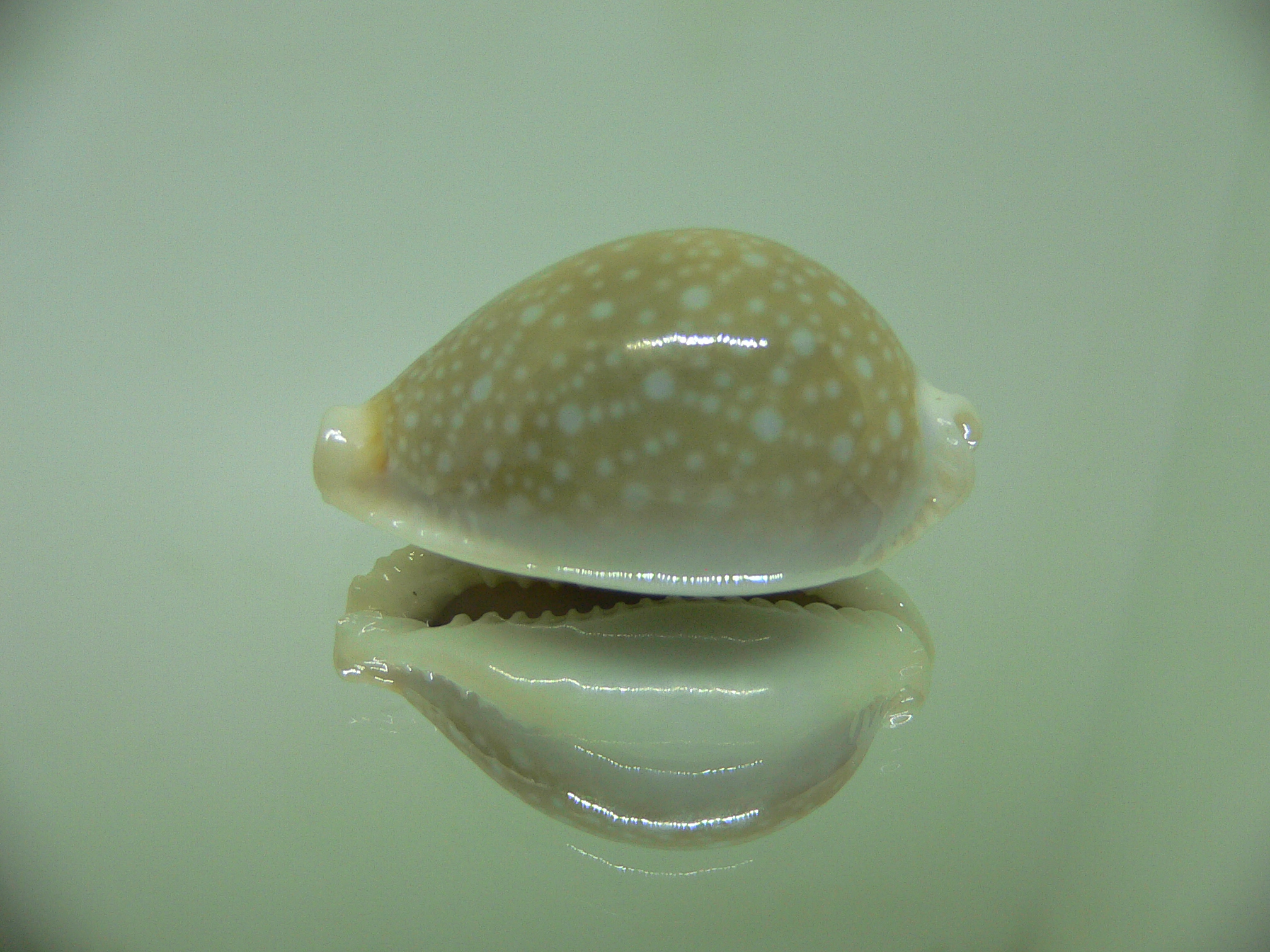 Cypraea miliaris OLIVA COLOR