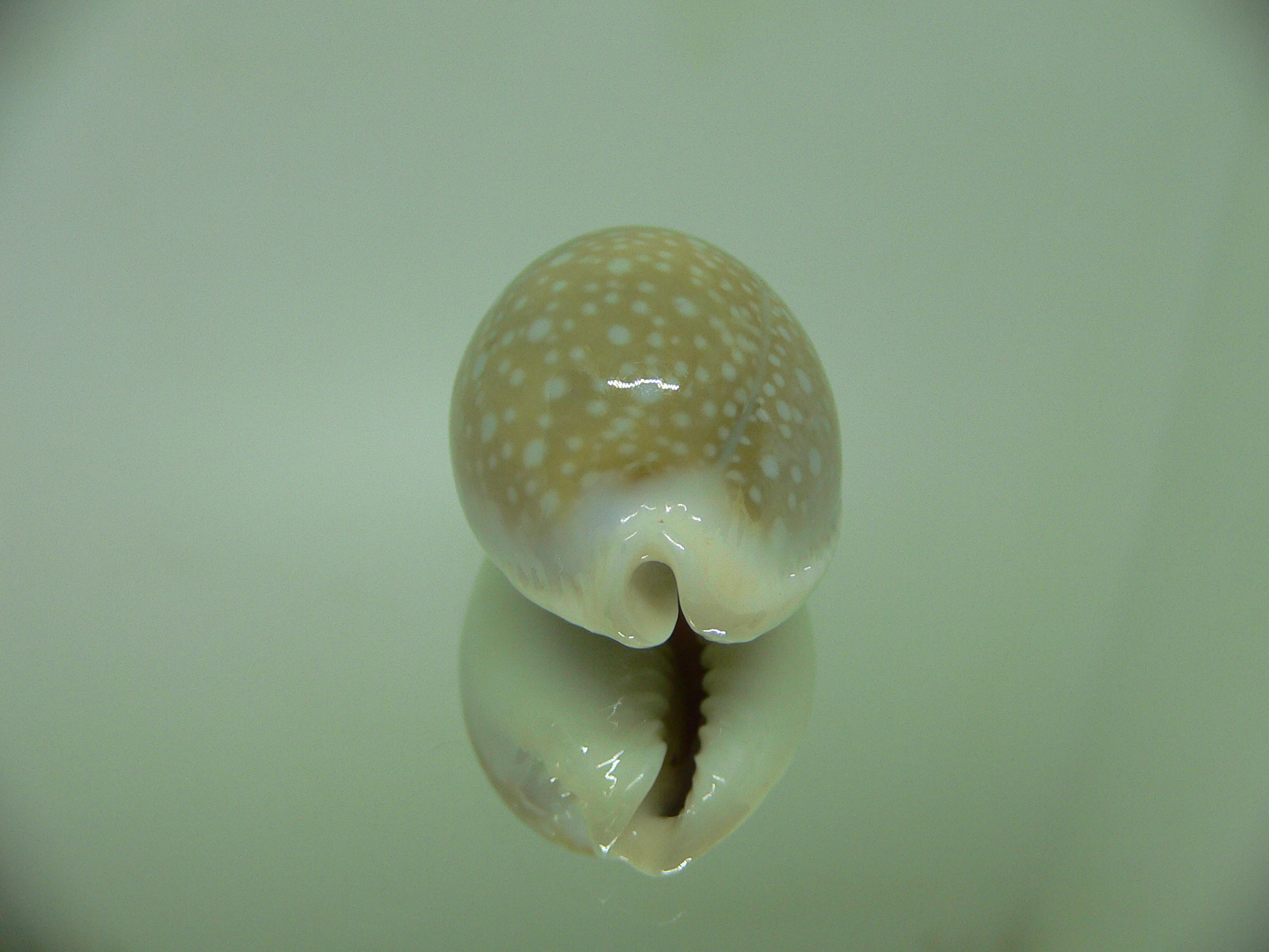 Cypraea miliaris OLIVA COLOR