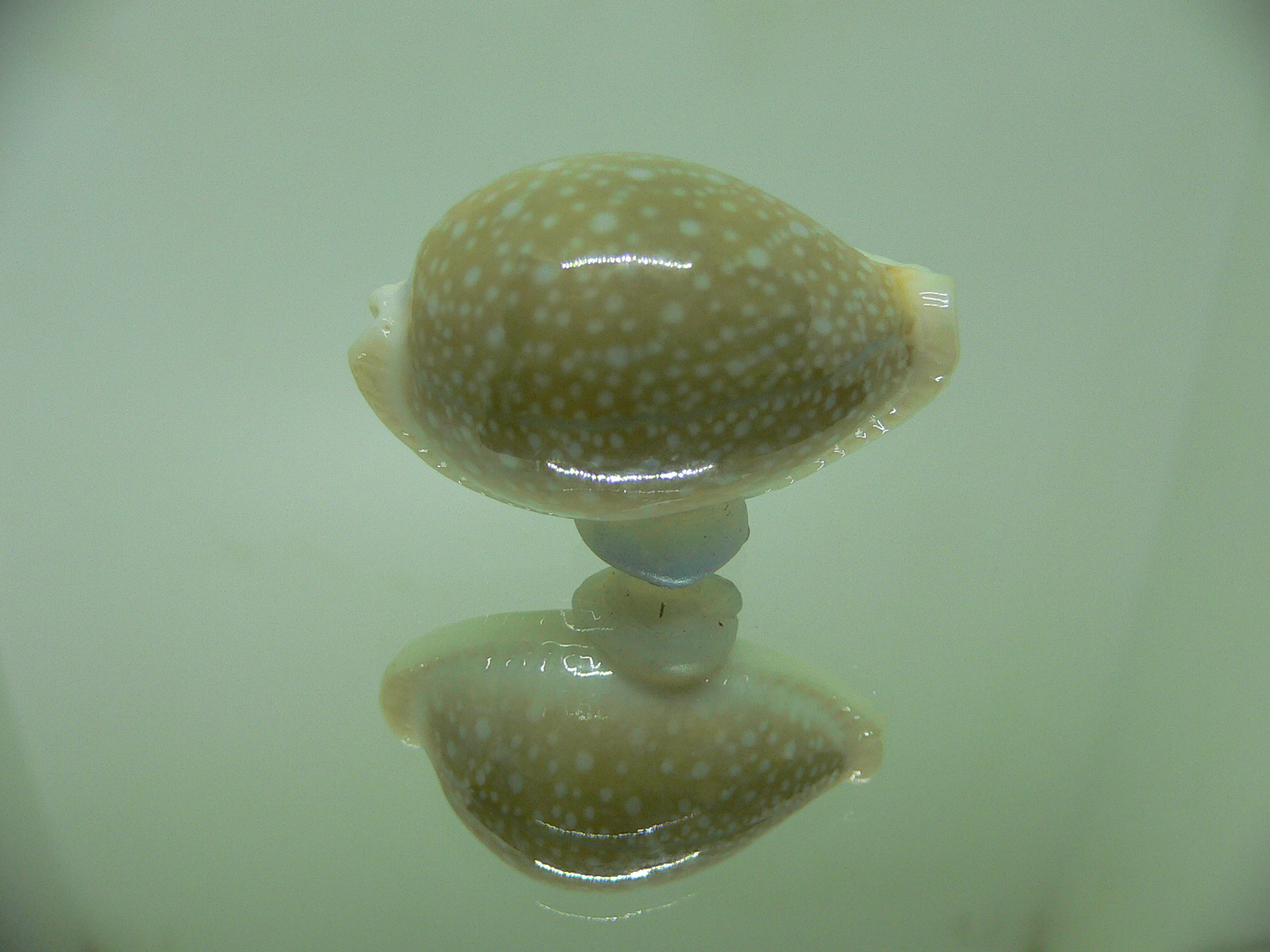 Cypraea miliaris OLIVA COLOR