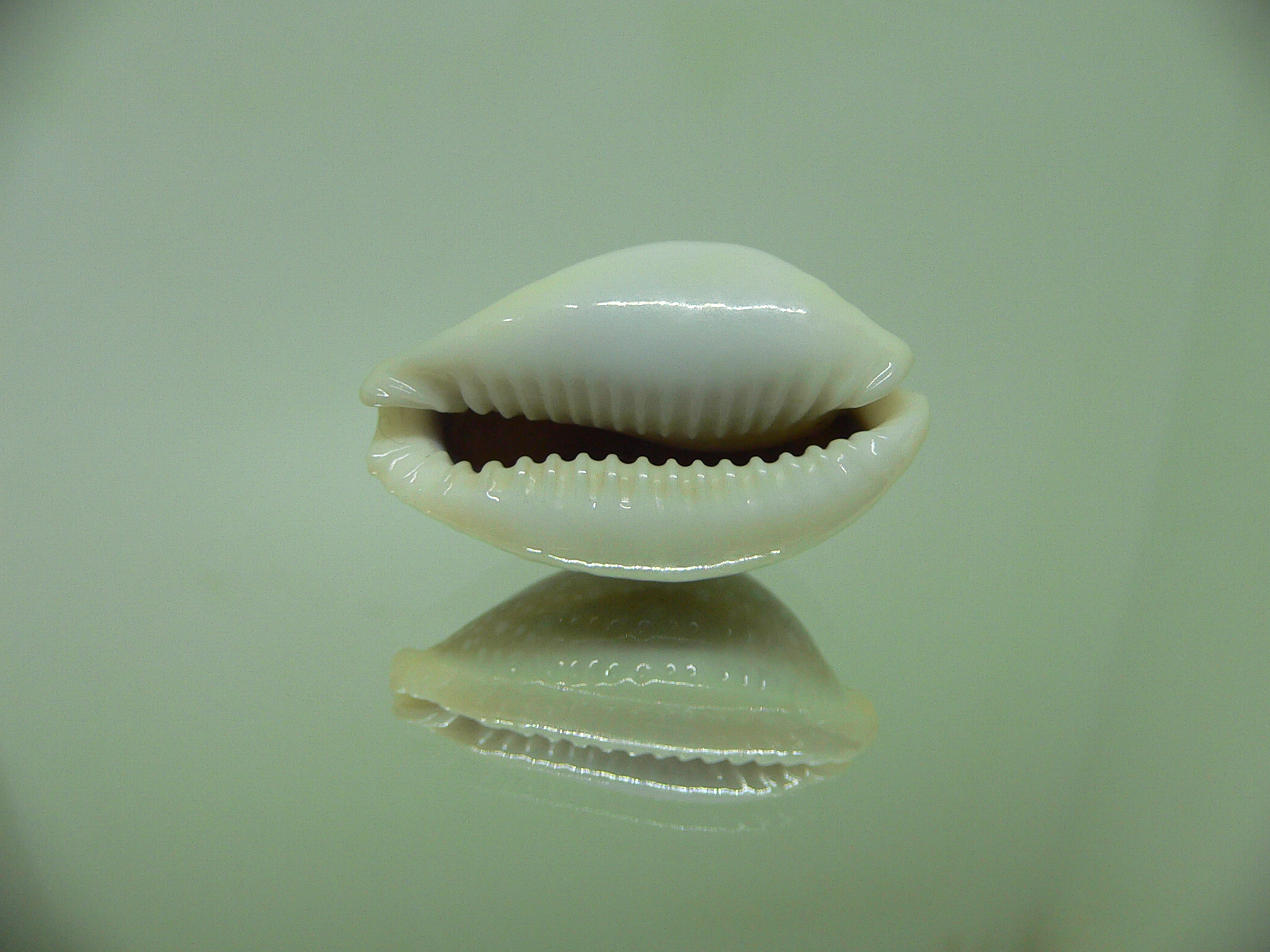 Cypraea miliaris OLIVA COLOR