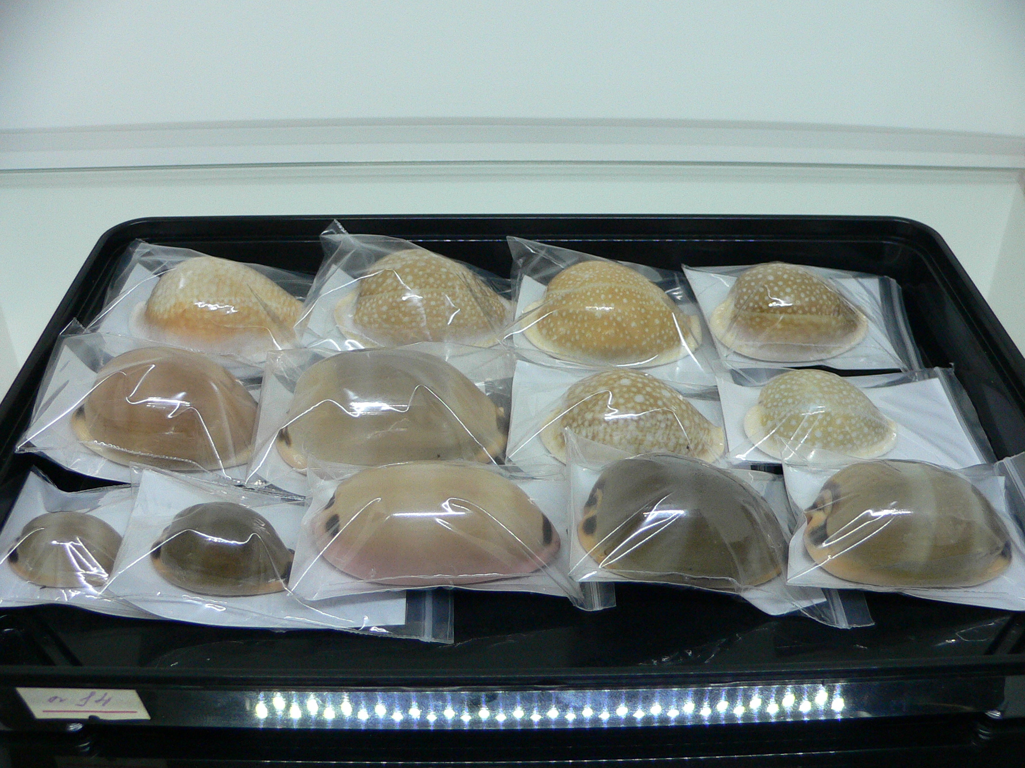 Cypraea miliaris OLIVA COLOR
