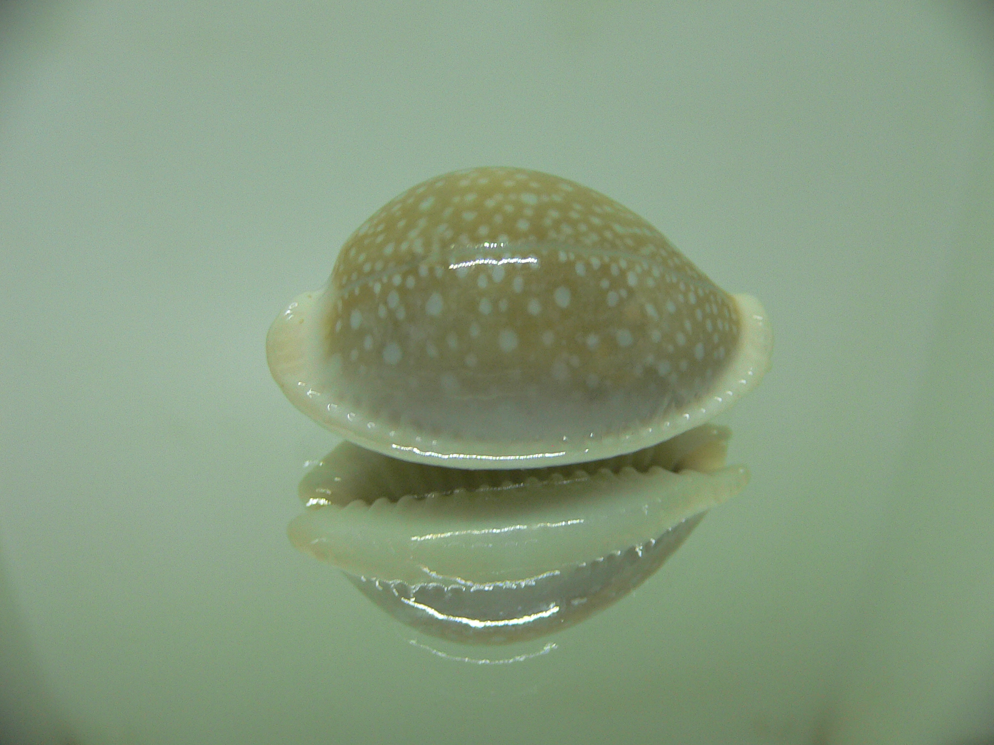 Cypraea miliaris OLIVA COLOR