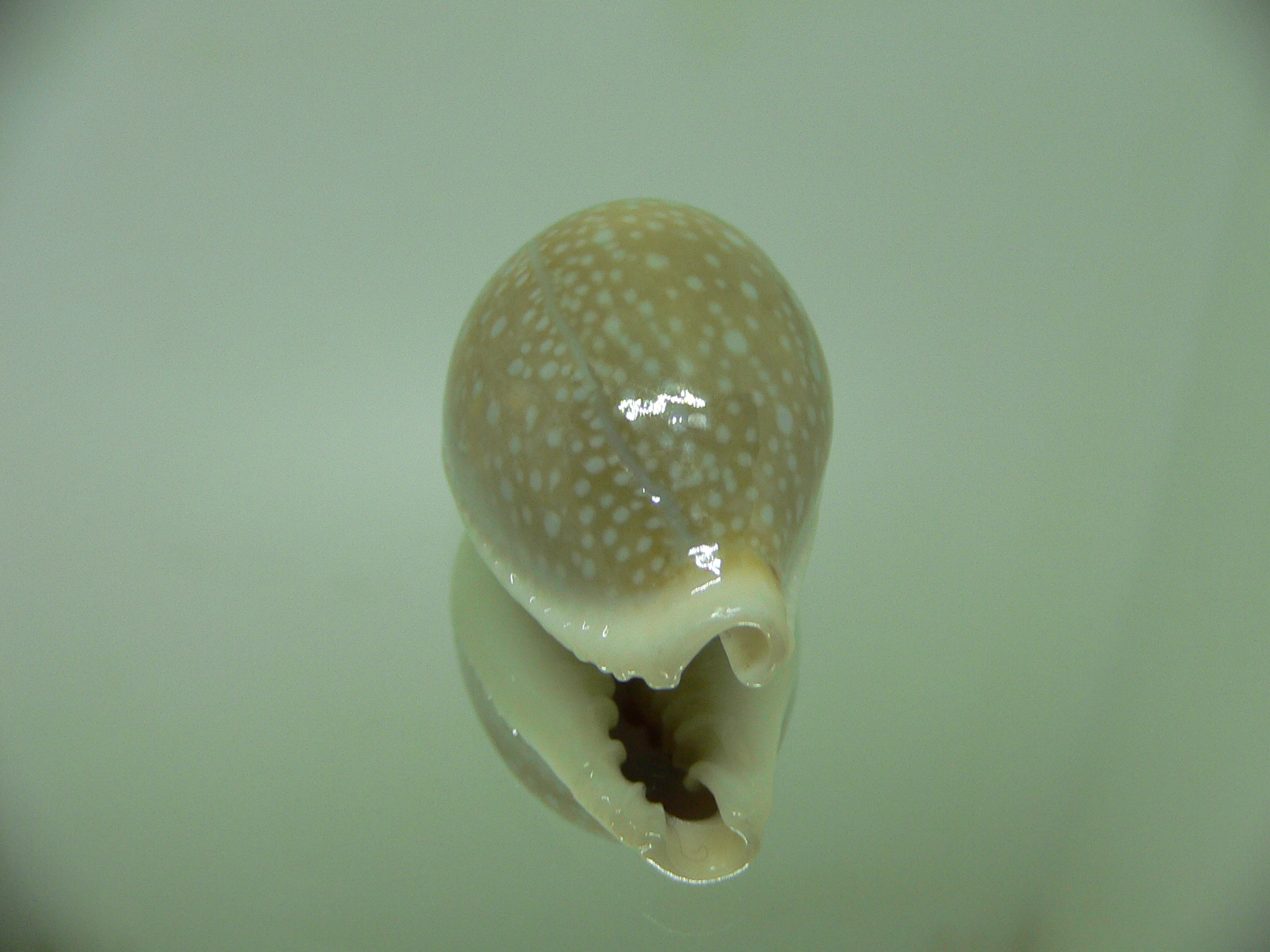 Cypraea miliaris OLIVA COLOR