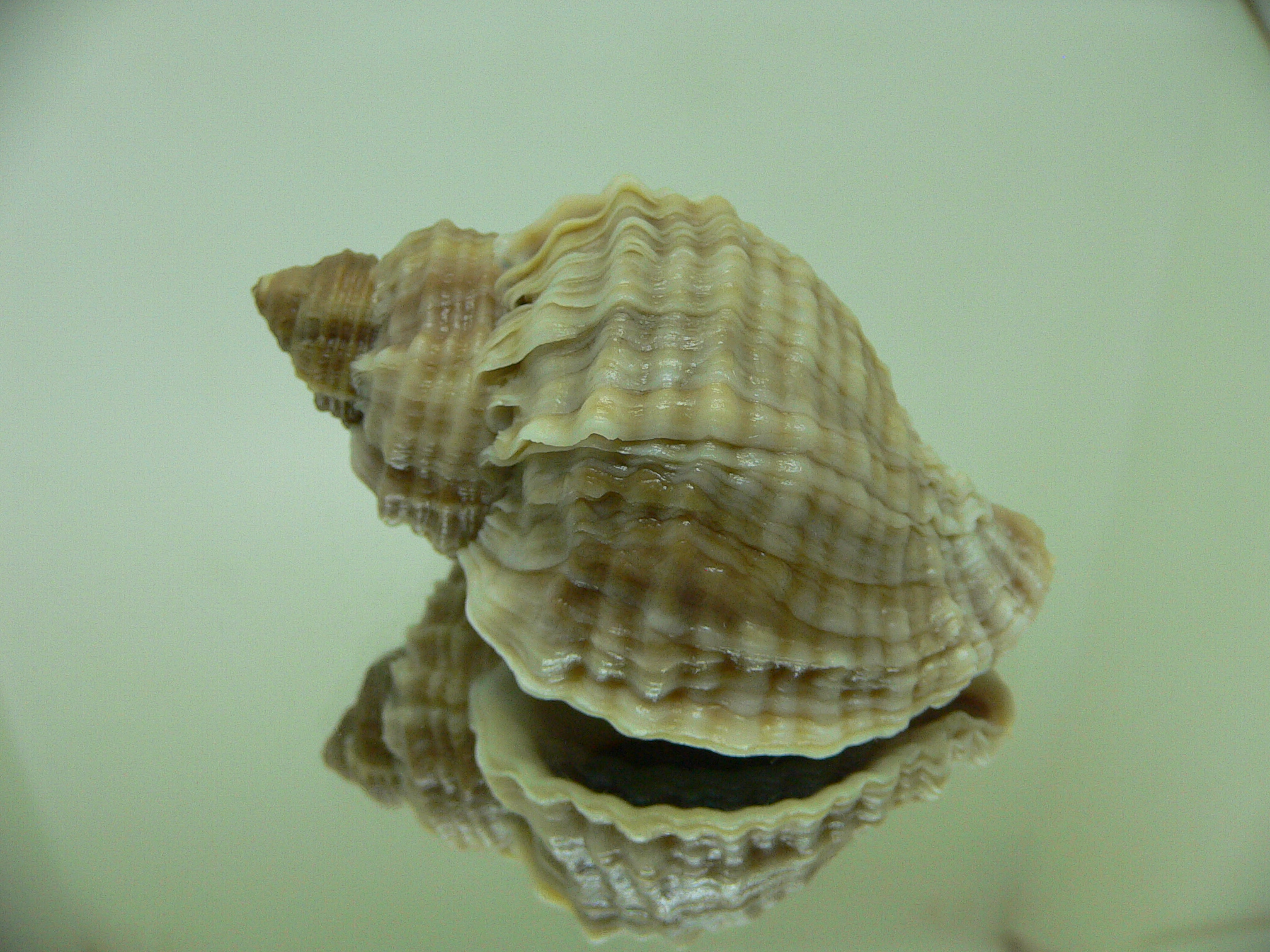 Nucella freycinetii elongata (var.) TRIPLE SIPHON