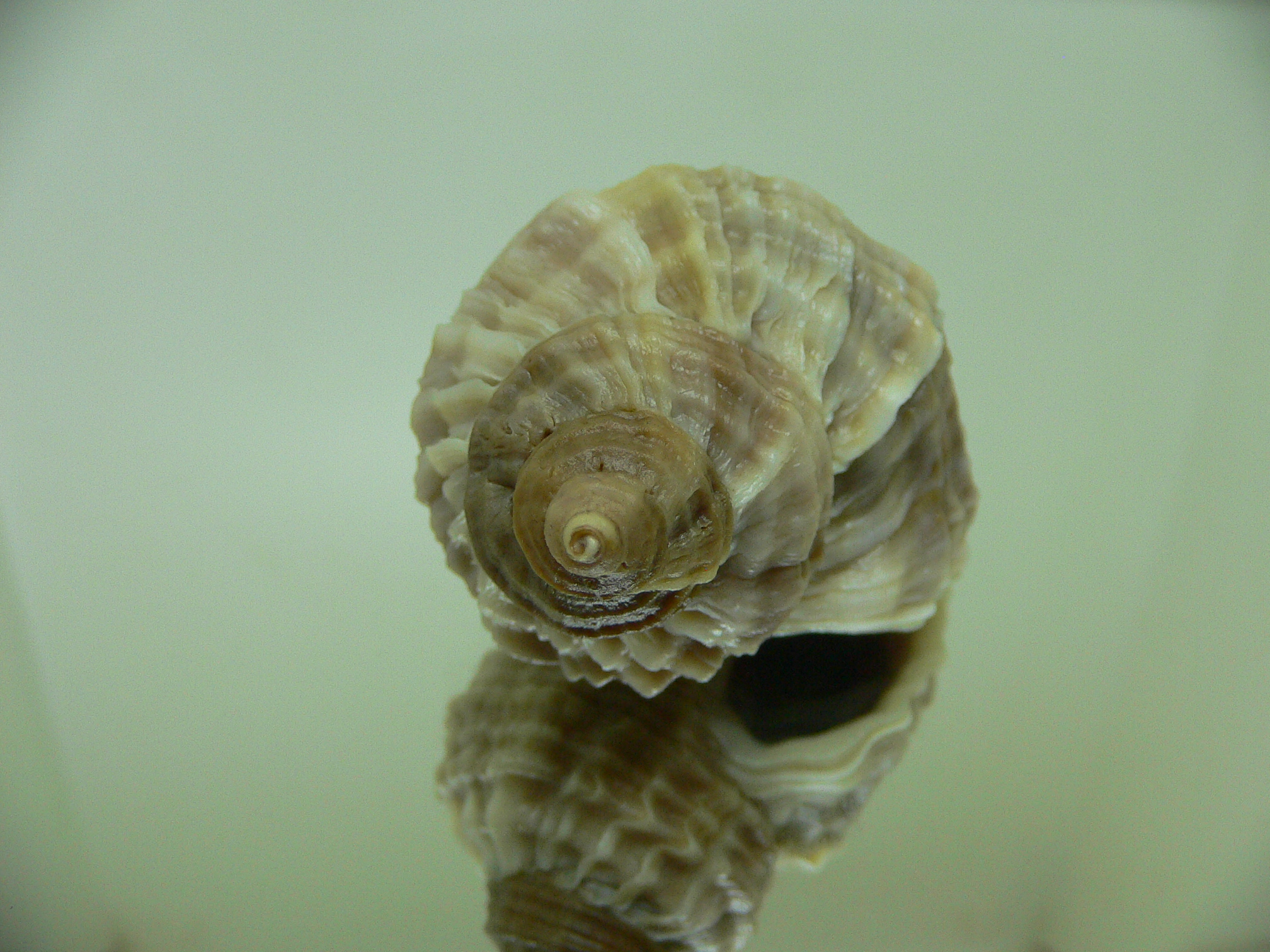 Nucella freycinetii elongata (var.) TRIPLE SIPHON