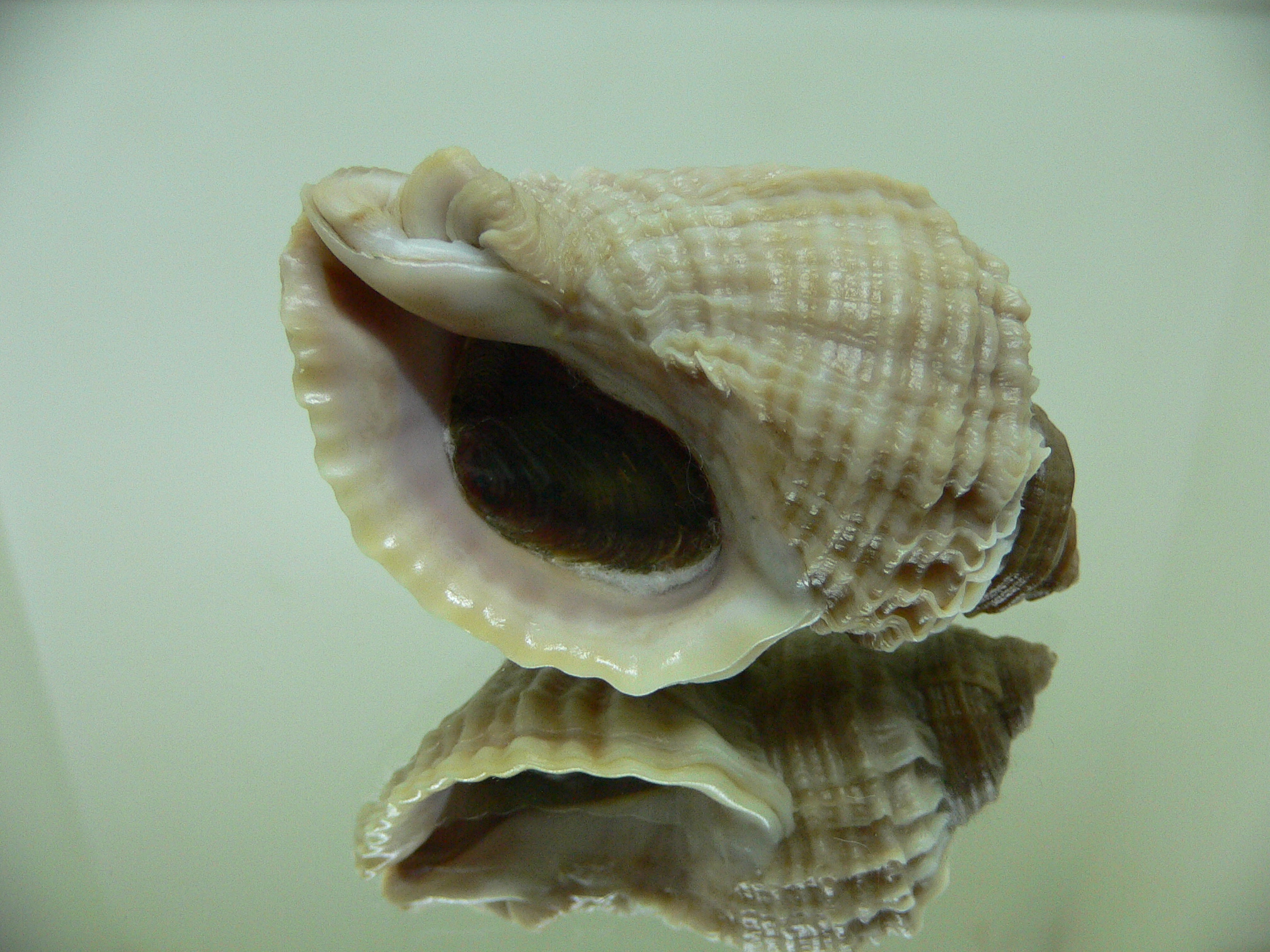 Nucella freycinetii elongata (var.) TRIPLE SIPHON