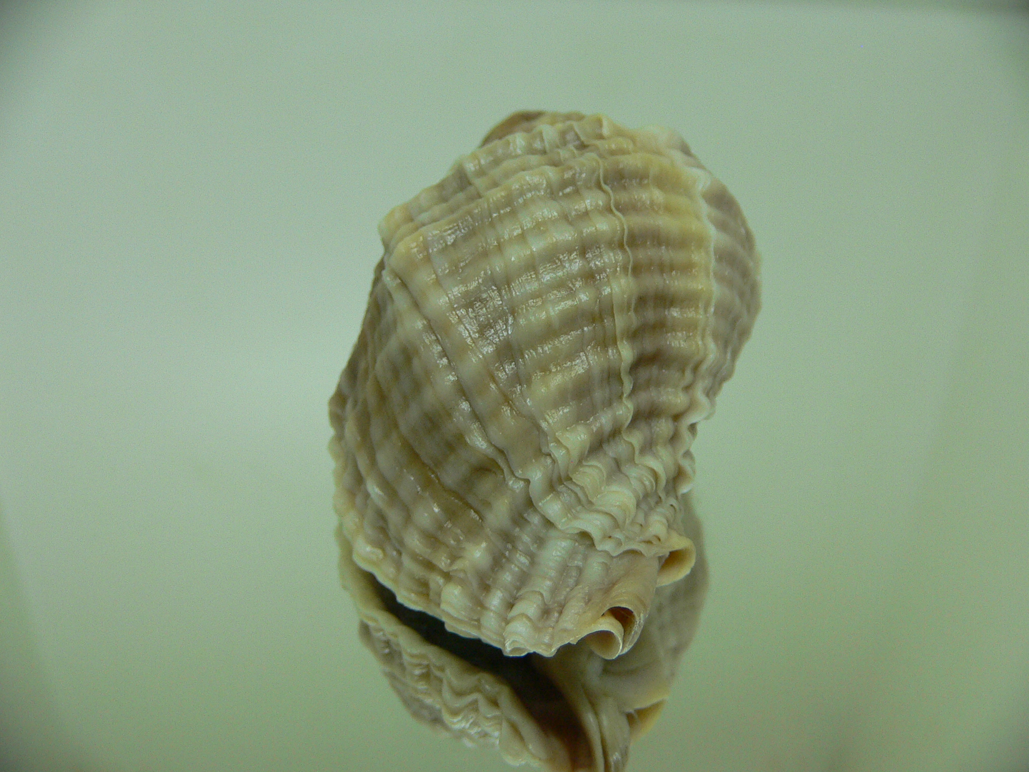 Nucella freycinetii elongata (var.) TRIPLE SIPHON