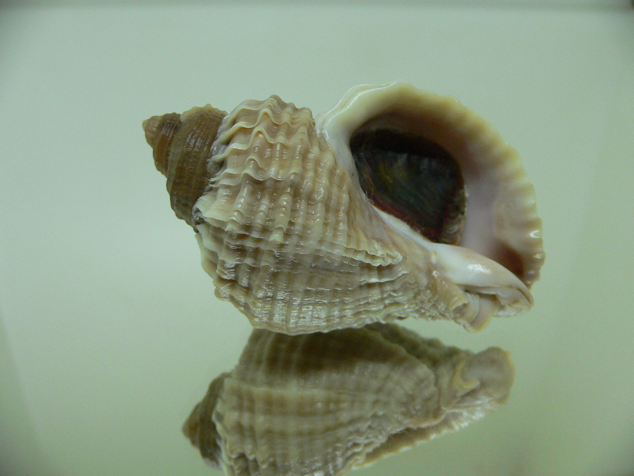 Nucella freycinetii elongata (var.) TRIPLE SIPHON