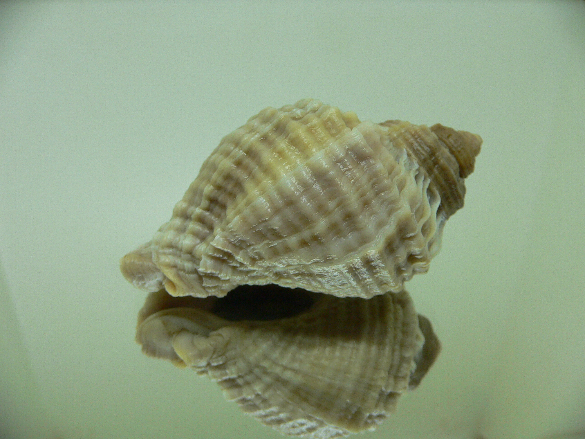 Nucella freycinetii elongata (var.) TRIPLE SIPHON