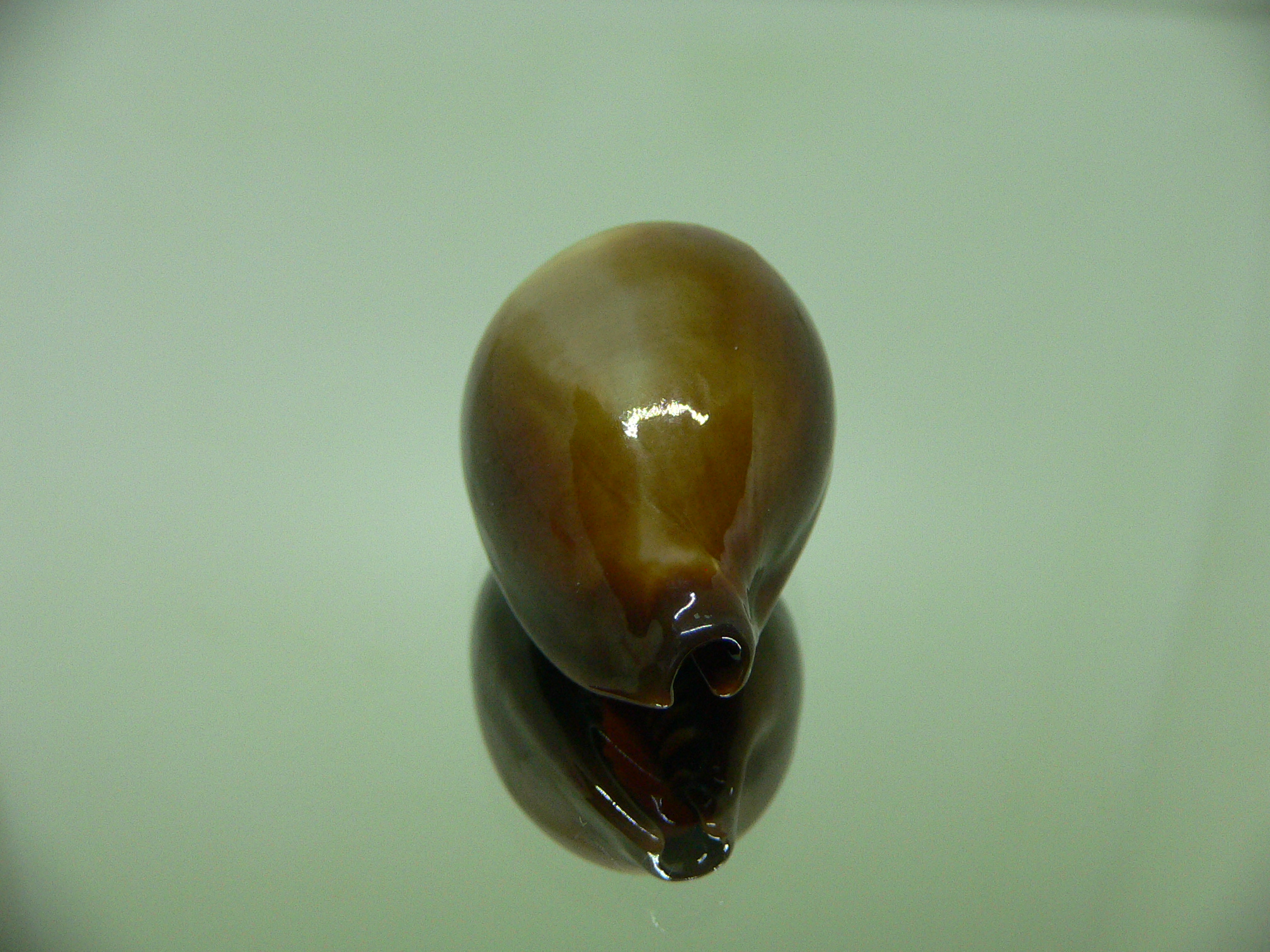 Cypraea adusta persica f. andamanensis WIDE & COLOR