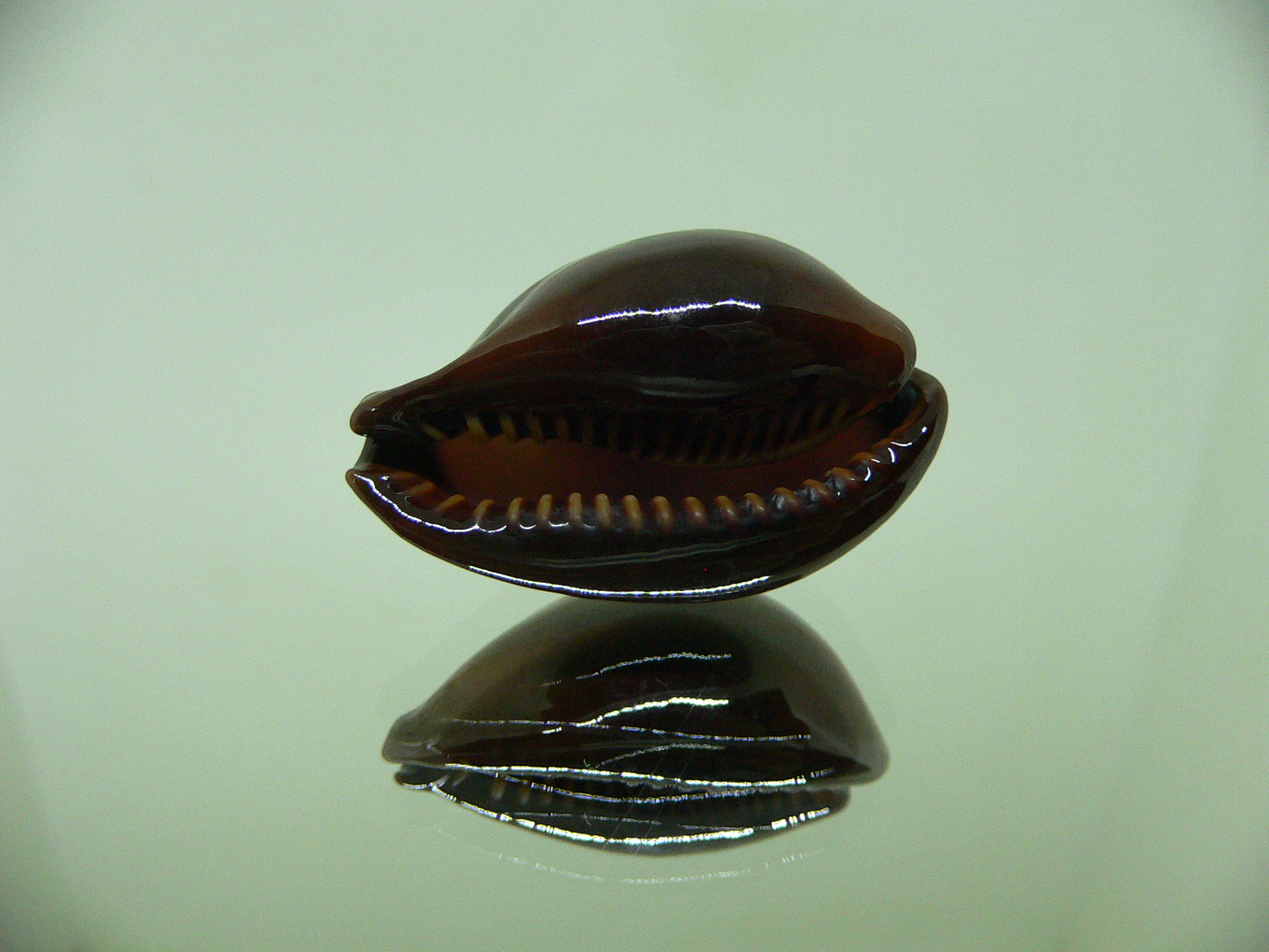 Cypraea adusta persica f. andamanensis WIDE & COLOR