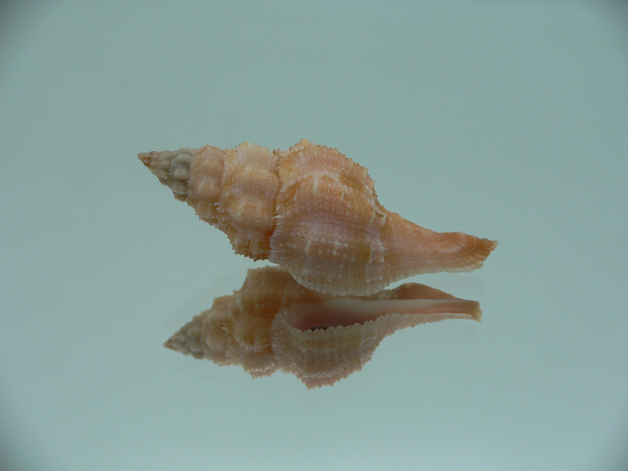 Latirus deynzerorum BIG & ORANGE