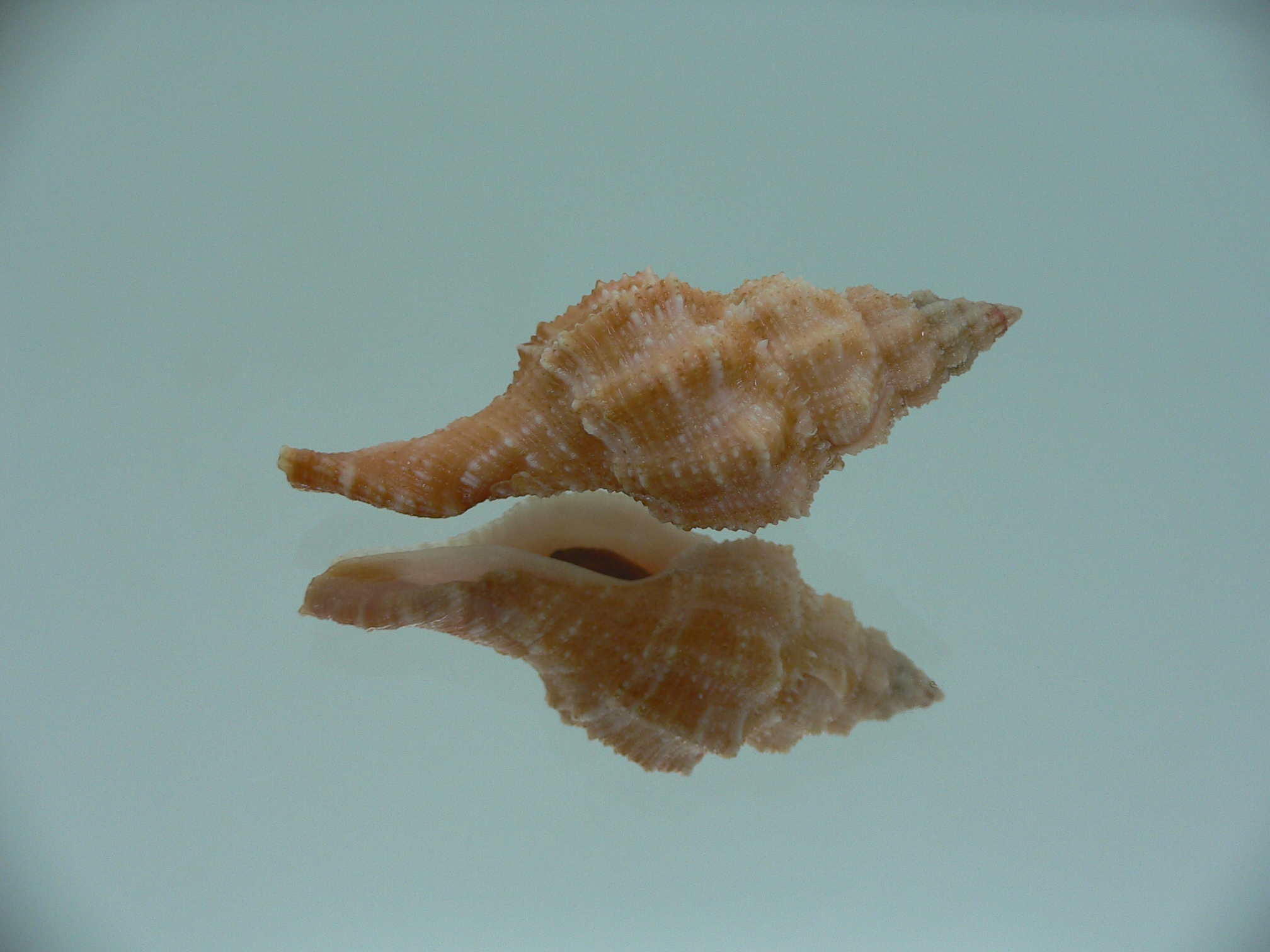 Latirus deynzerorum BIG & ORANGE
