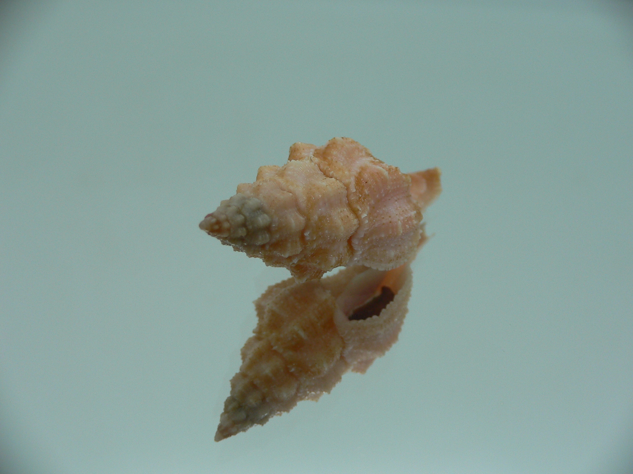 Latirus deynzerorum BIG & ORANGE