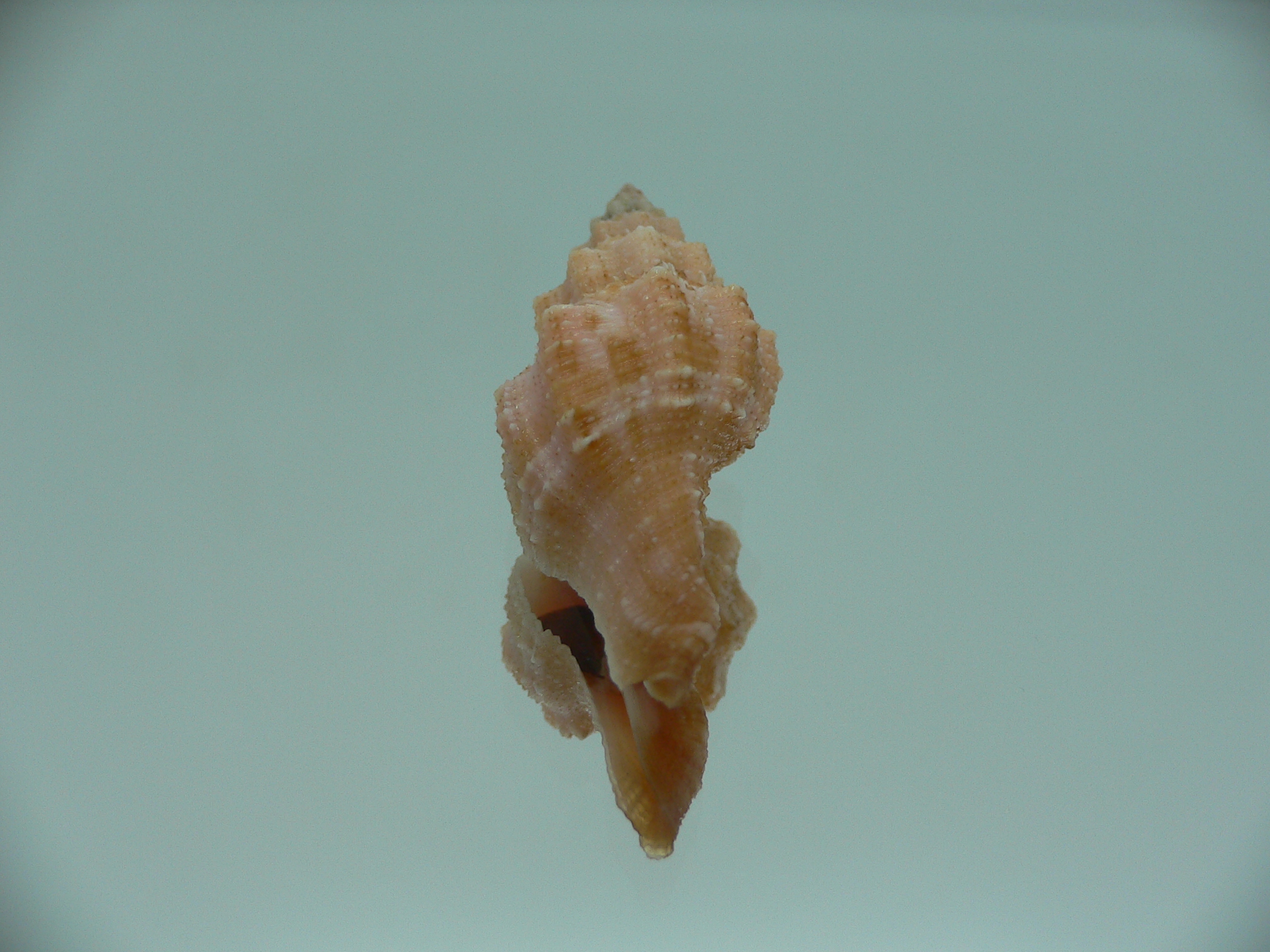 Latirus deynzerorum BIG & ORANGE