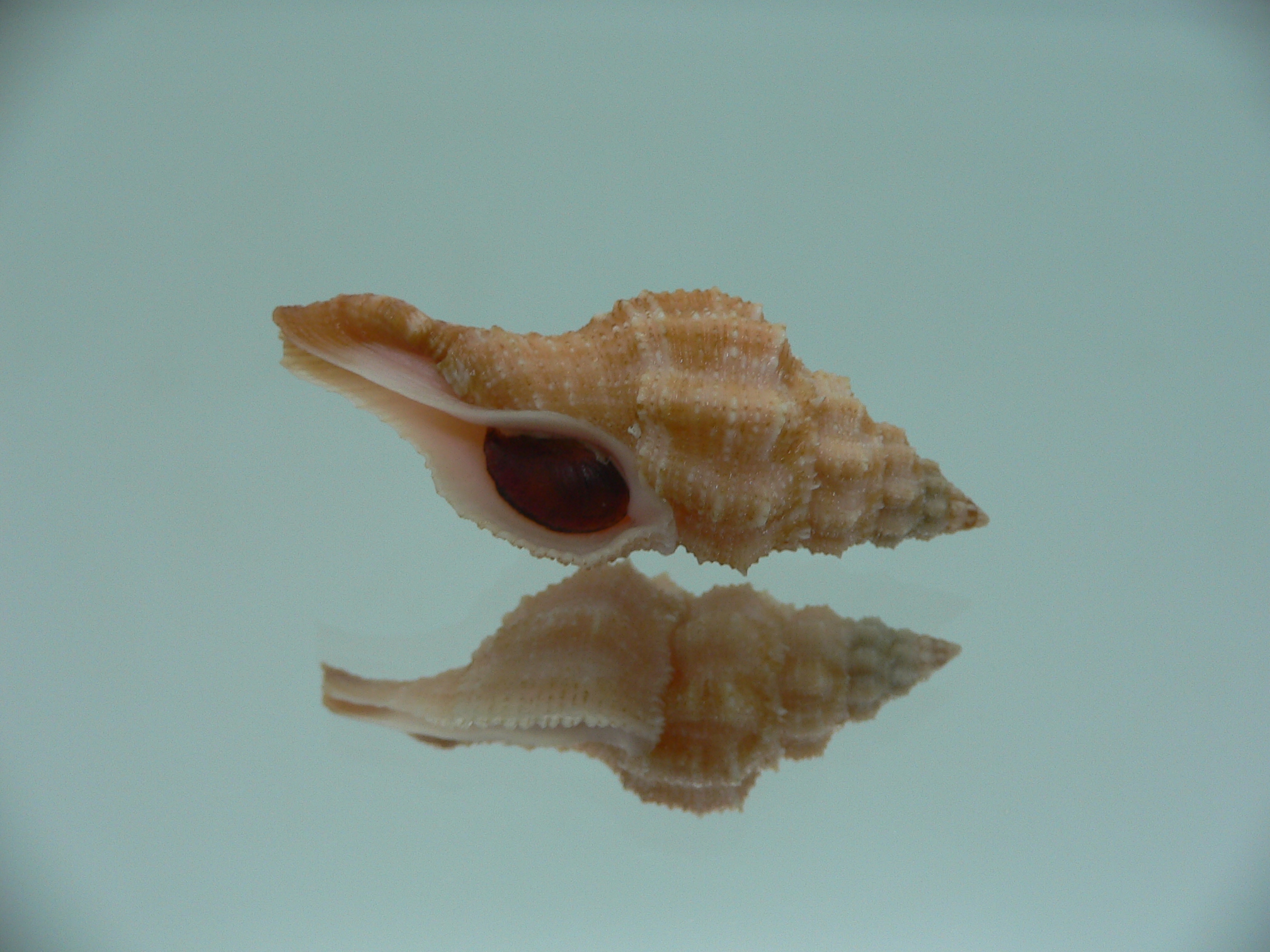 Latirus deynzerorum BIG & ORANGE