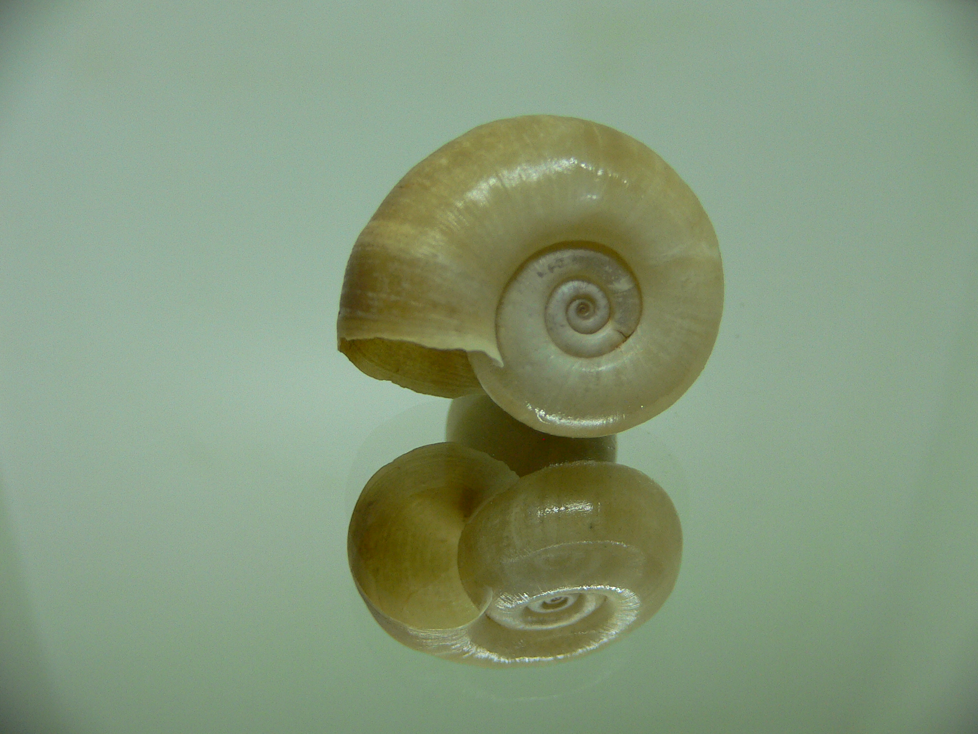 Planorbis corneus 1