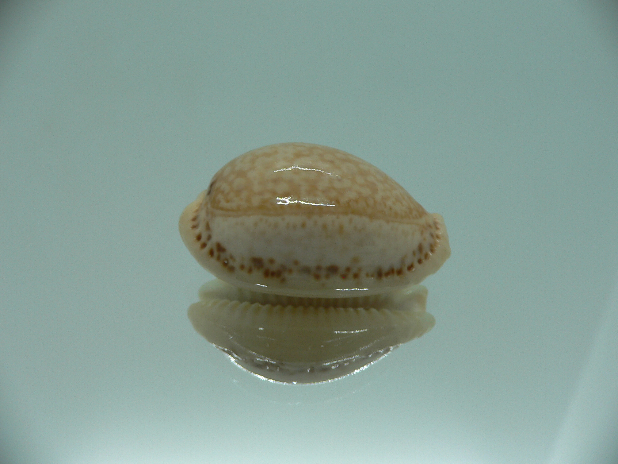 Cypraea spurca spurca HORNY