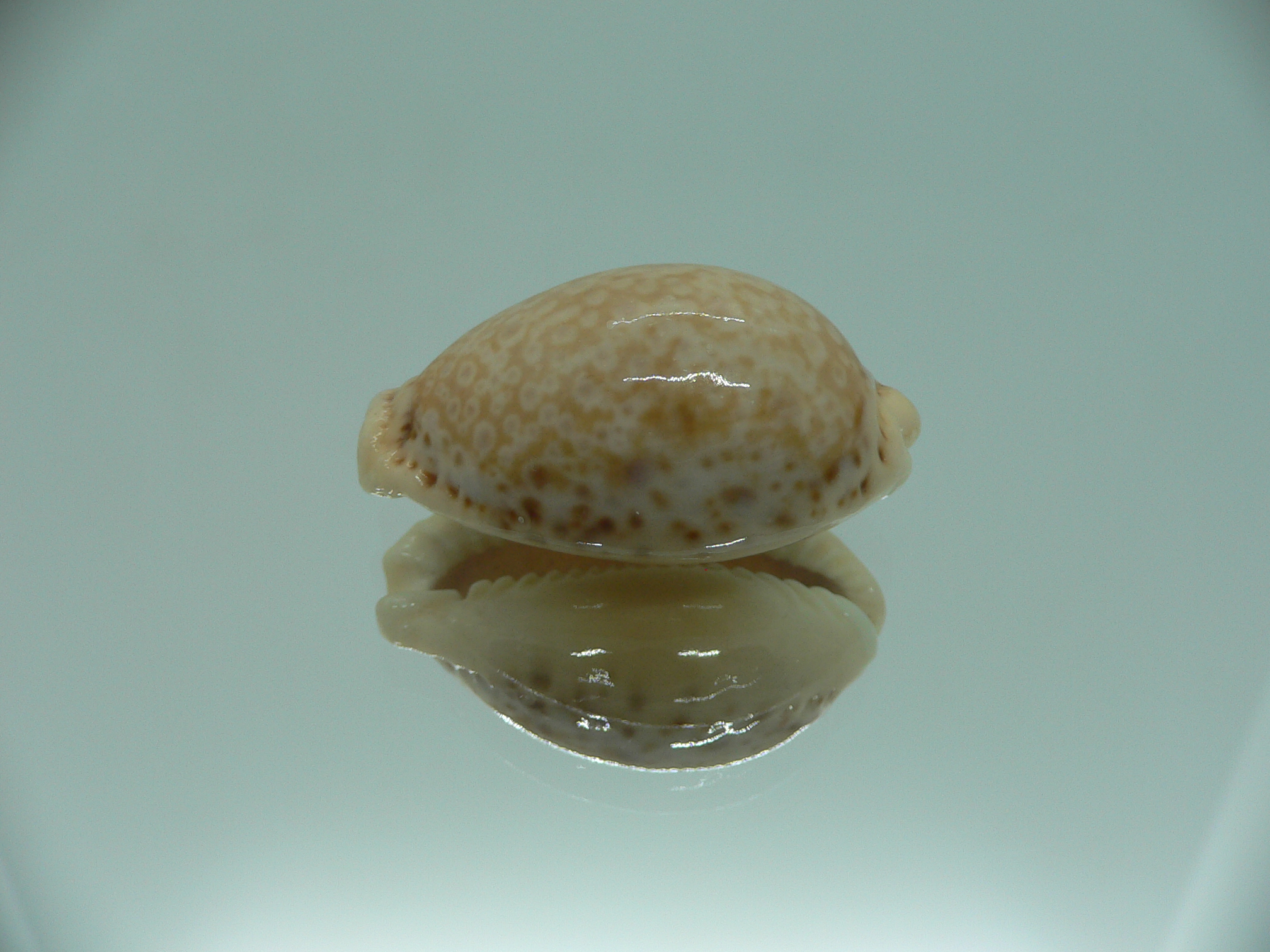 Cypraea spurca spurca HORNY