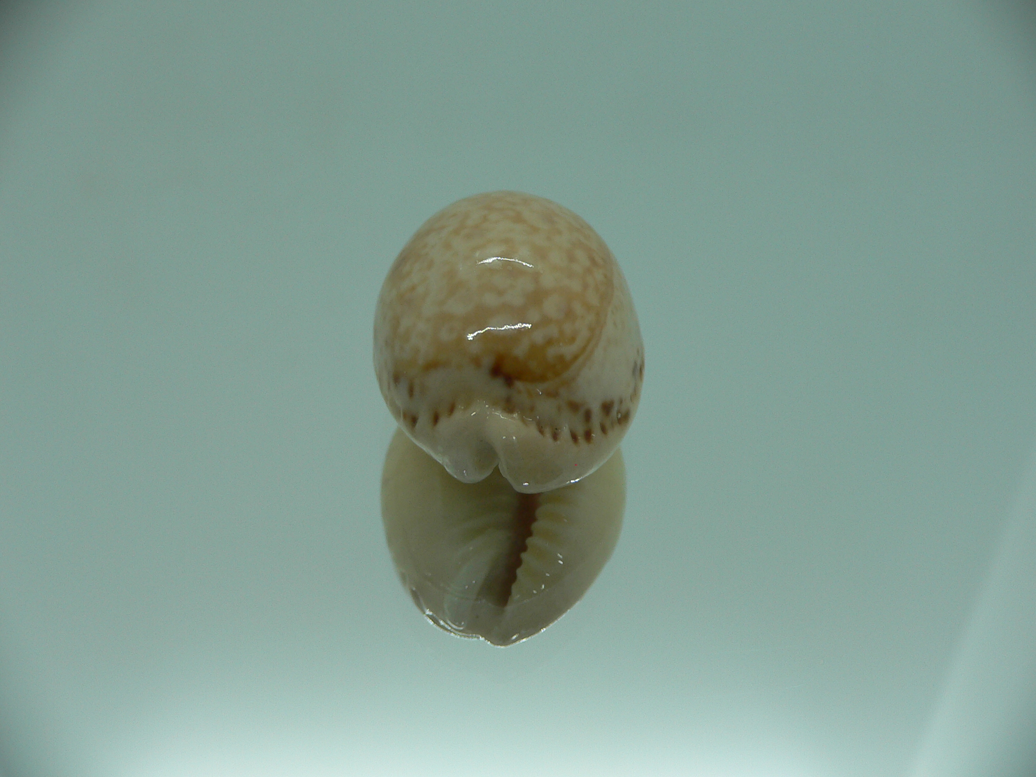 Cypraea spurca spurca HORNY