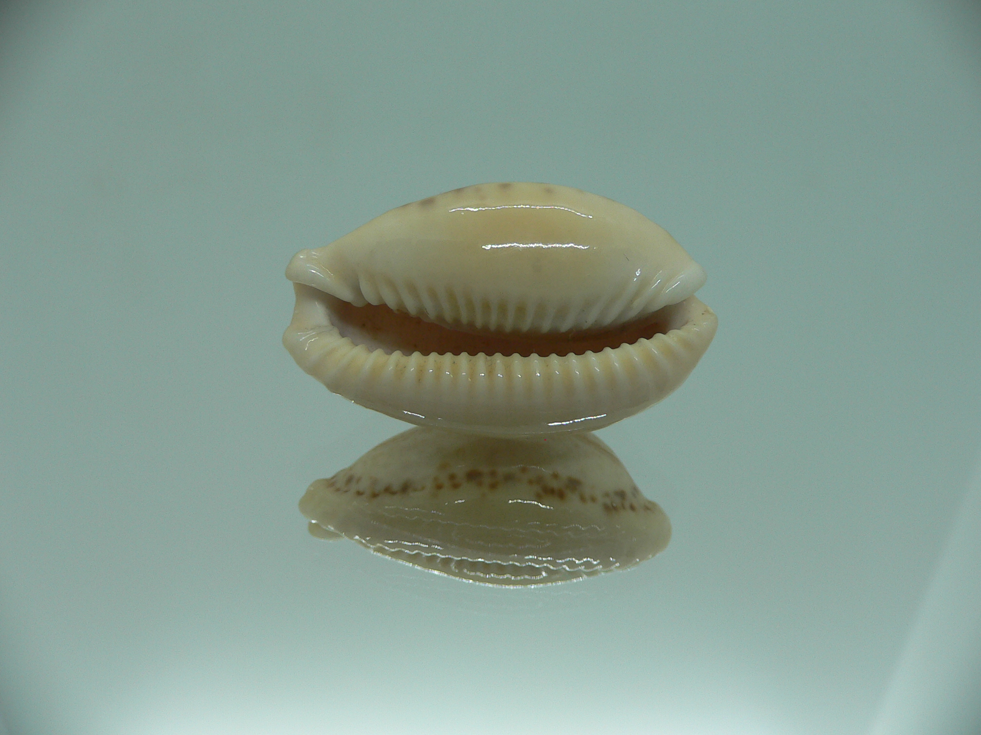 Cypraea spurca spurca HORNY