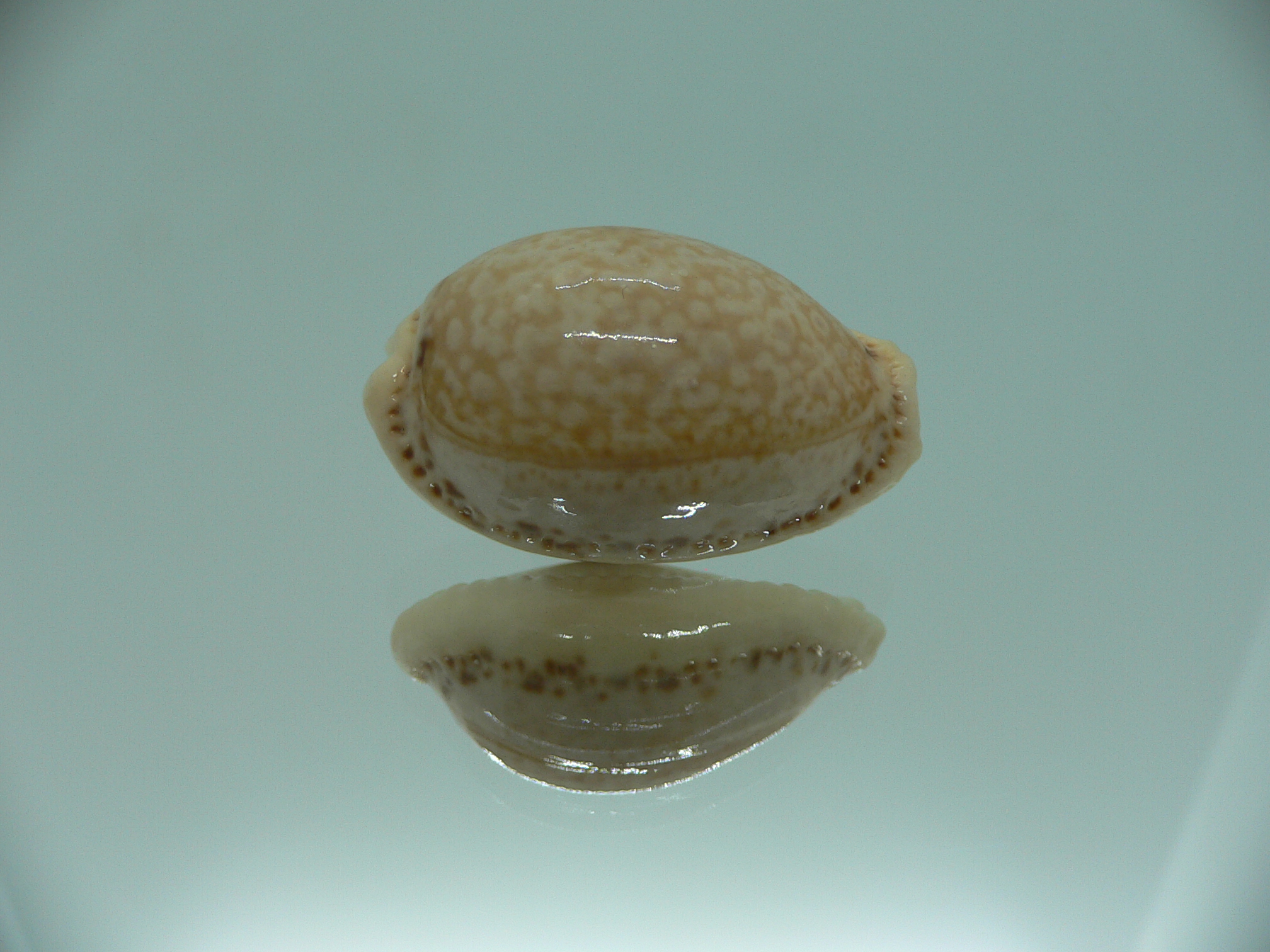 Cypraea spurca spurca HORNY