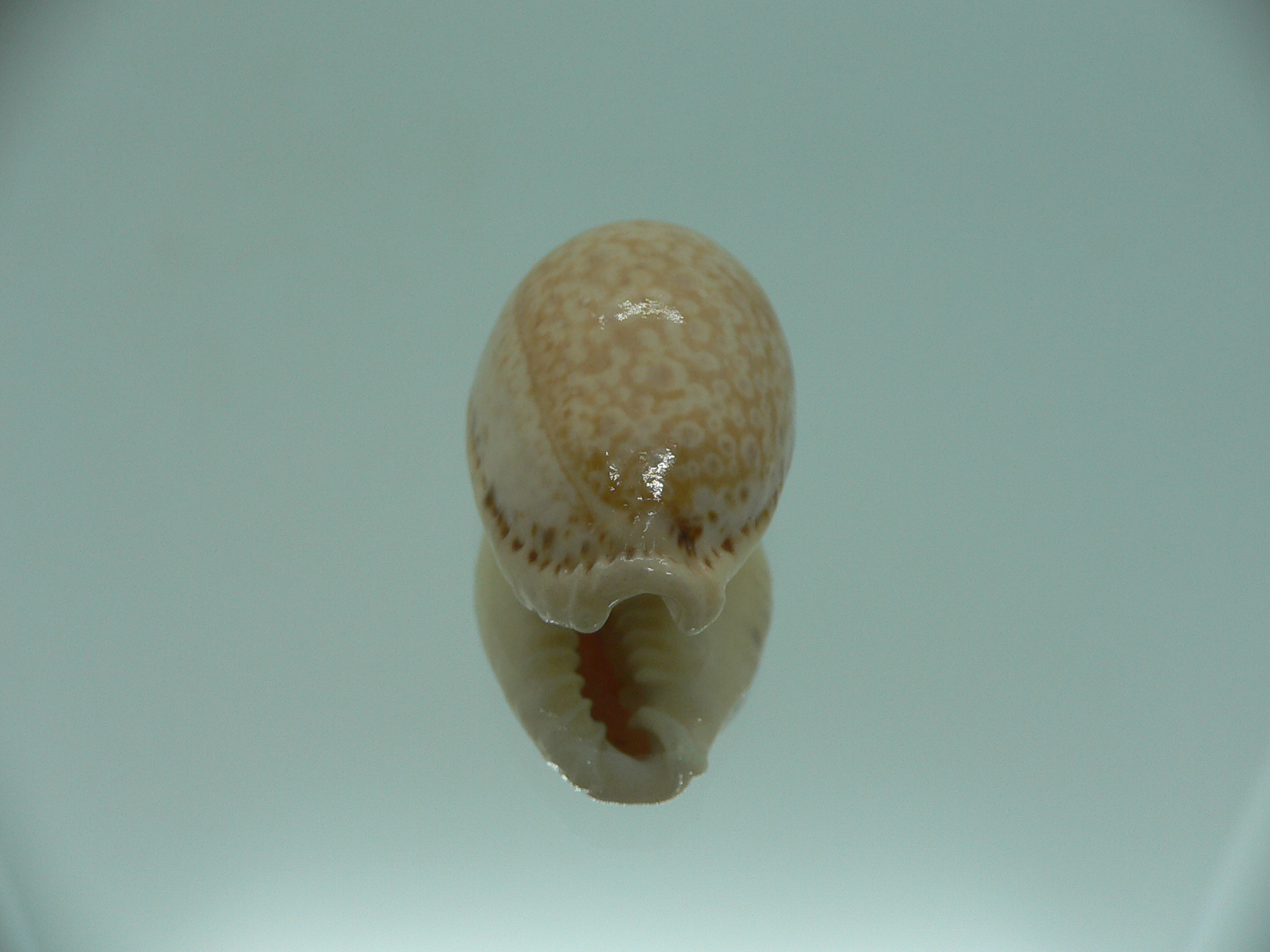 Cypraea spurca spurca HORNY