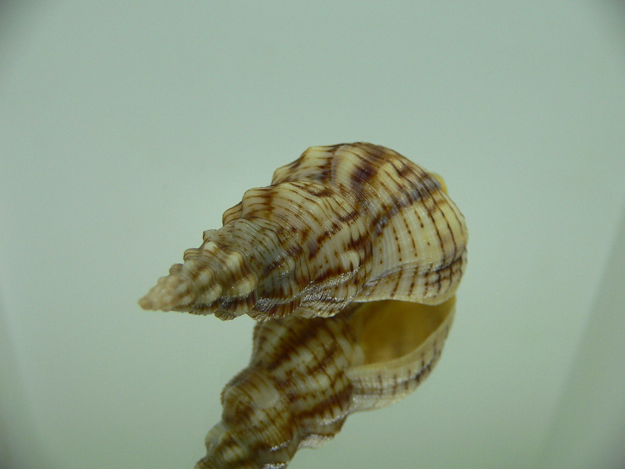Siphonalia spadicea spadicea BIG