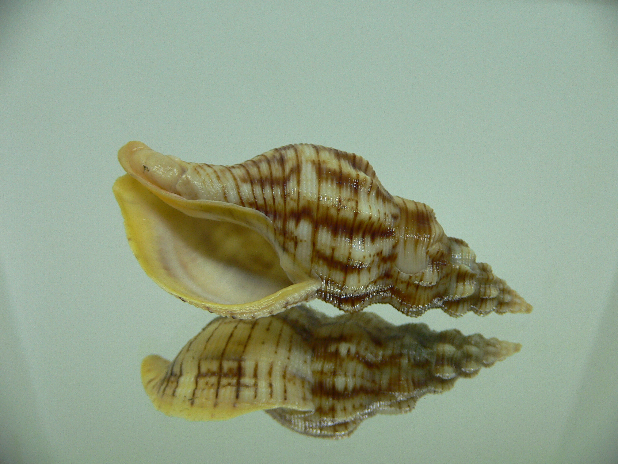 Siphonalia spadicea spadicea BIG