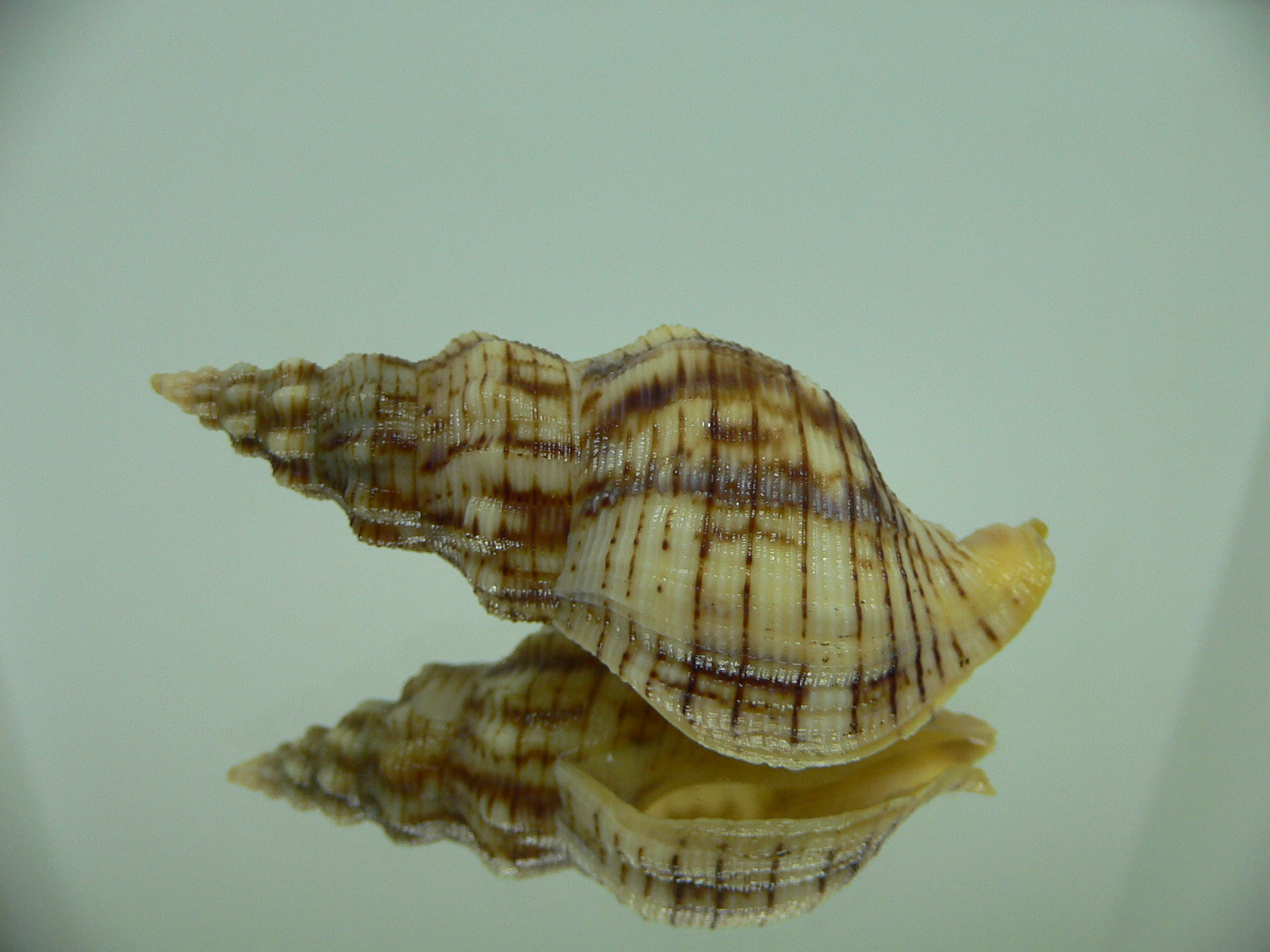 Siphonalia spadicea spadicea BIG