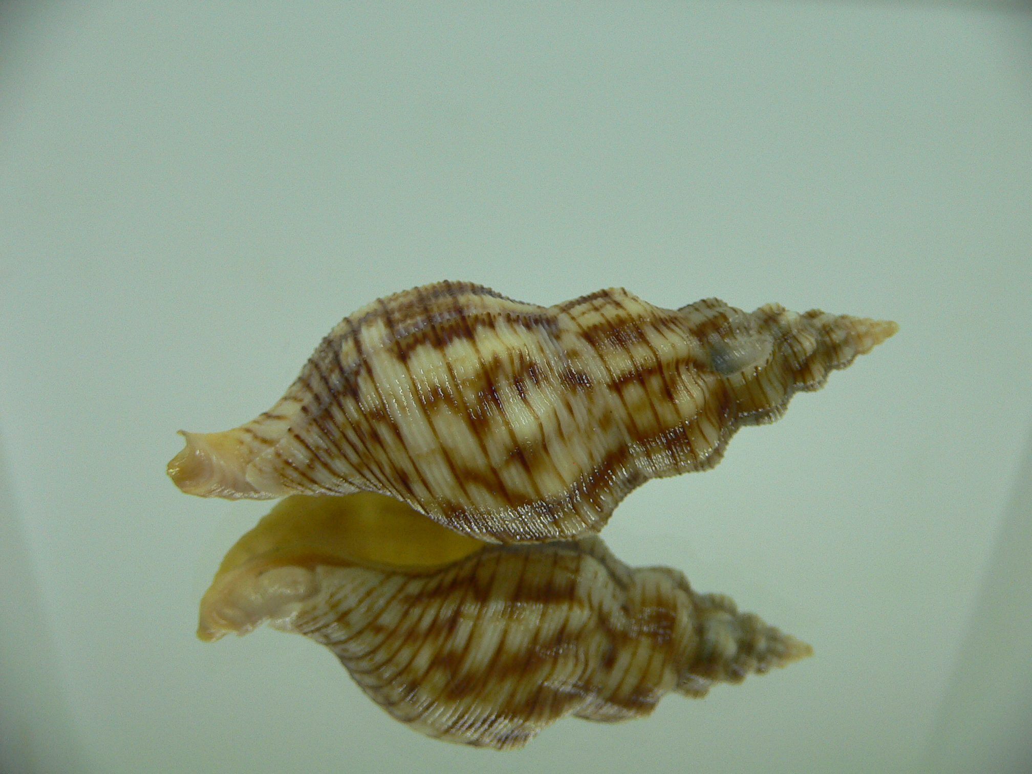 Siphonalia spadicea spadicea BIG