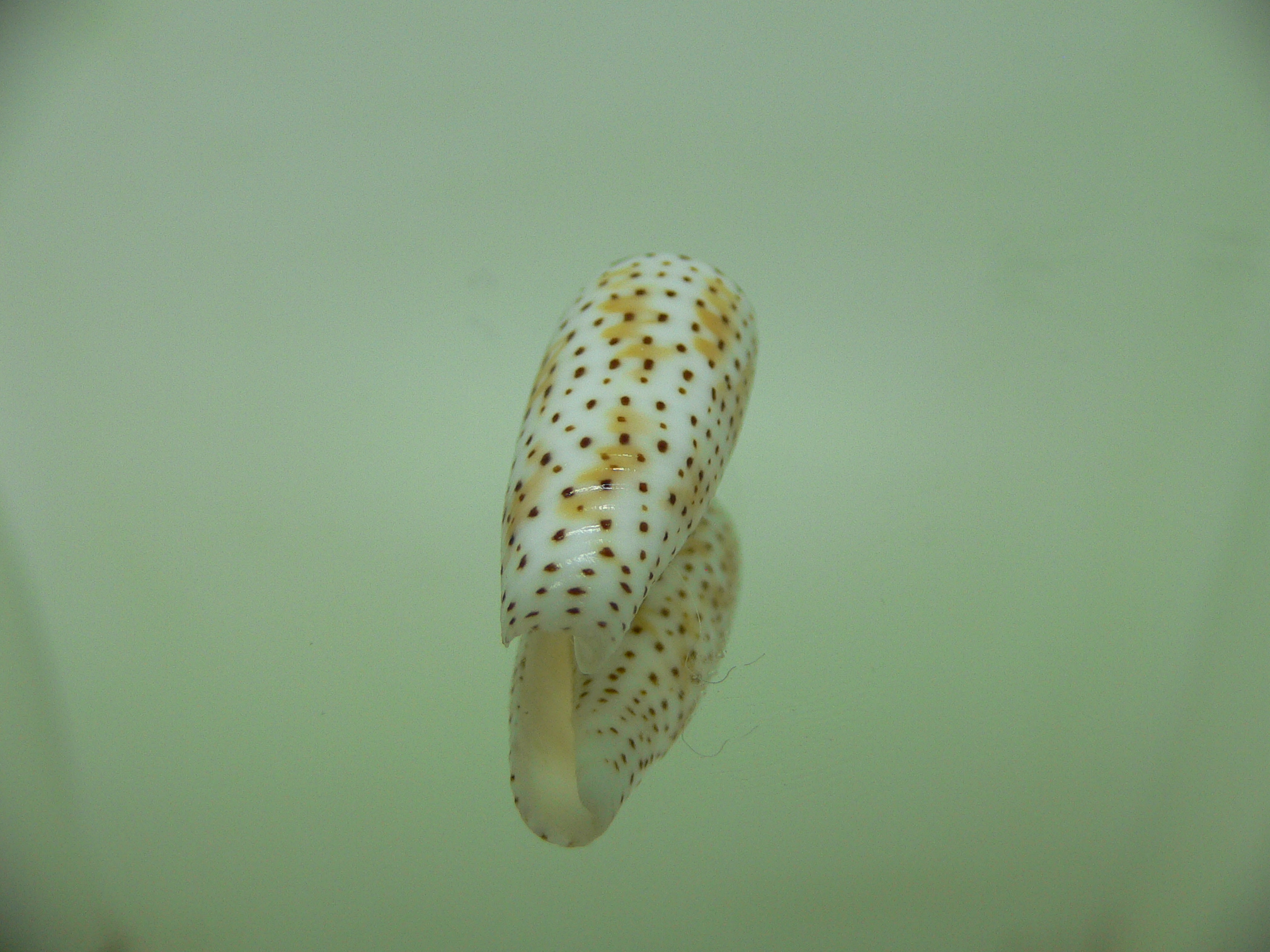 Conus nussatella MOTLEY