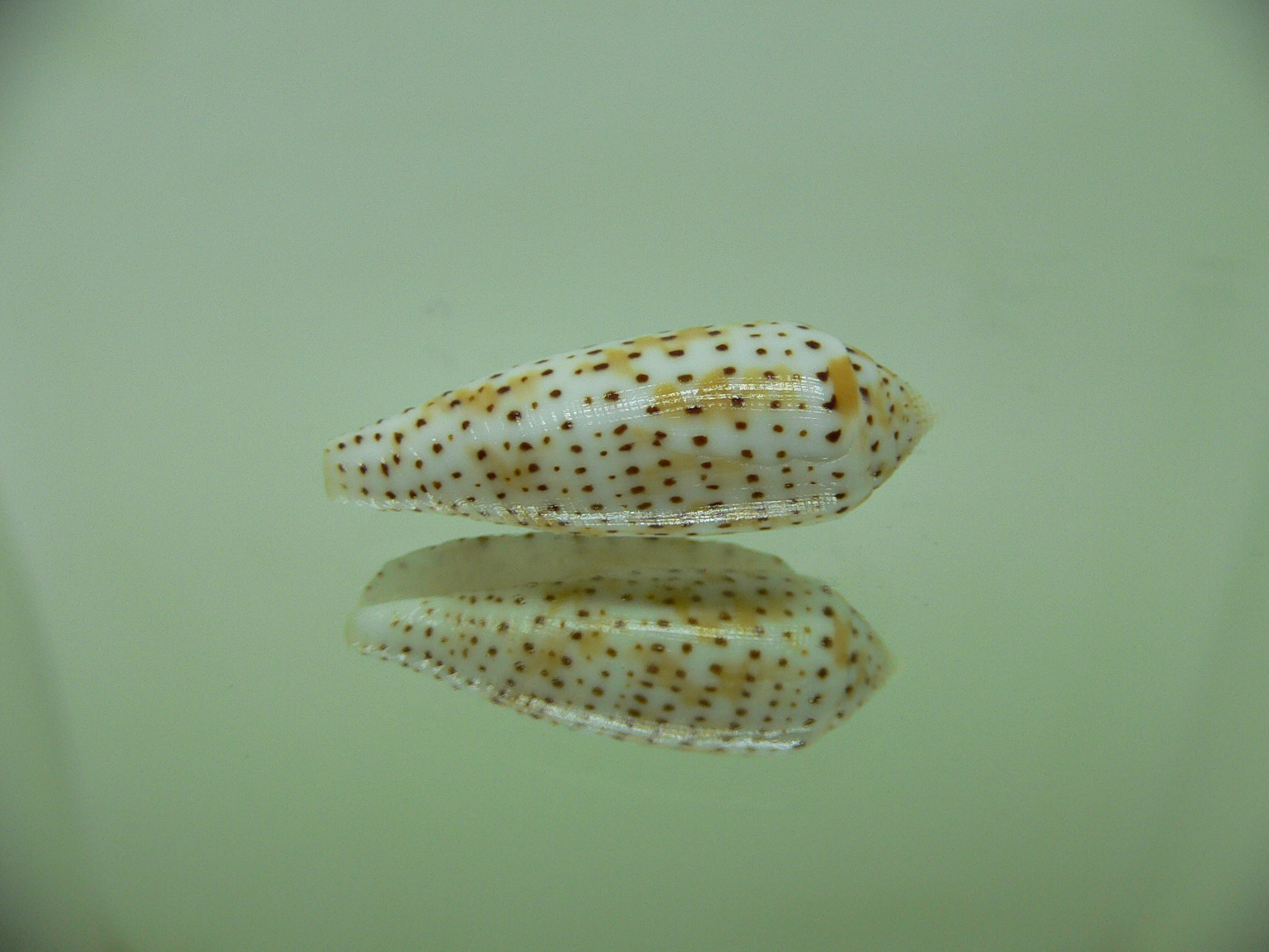 Conus nussatella MOTLEY