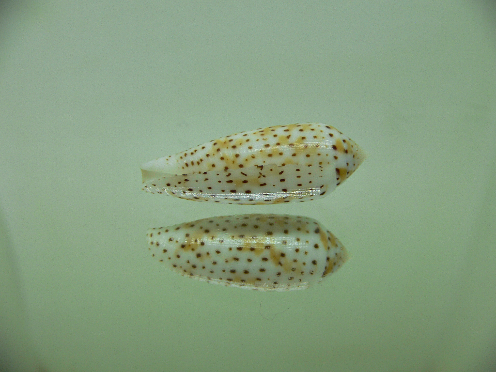 Conus nussatella MOTLEY