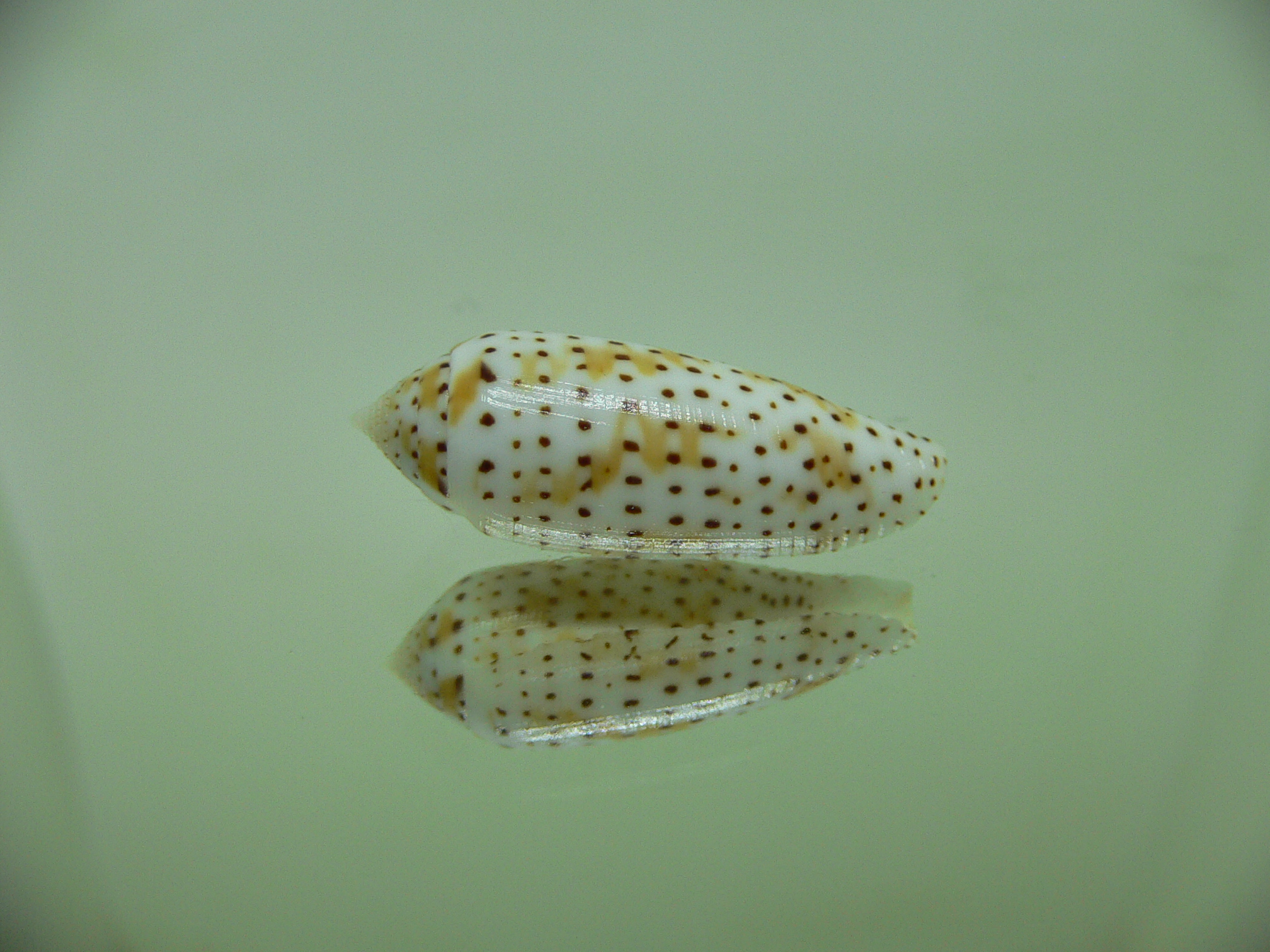 Conus nussatella MOTLEY