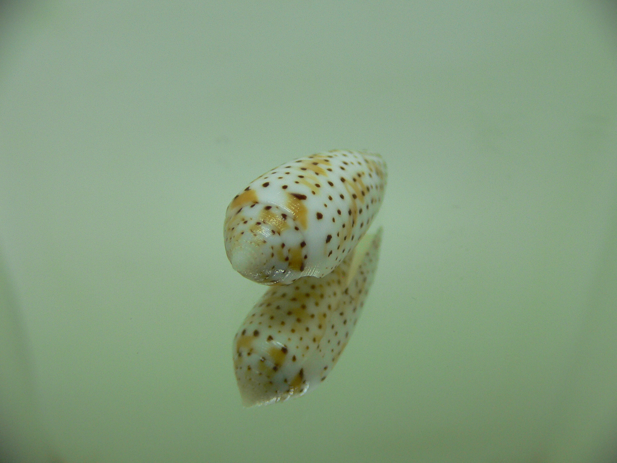 Conus nussatella MOTLEY