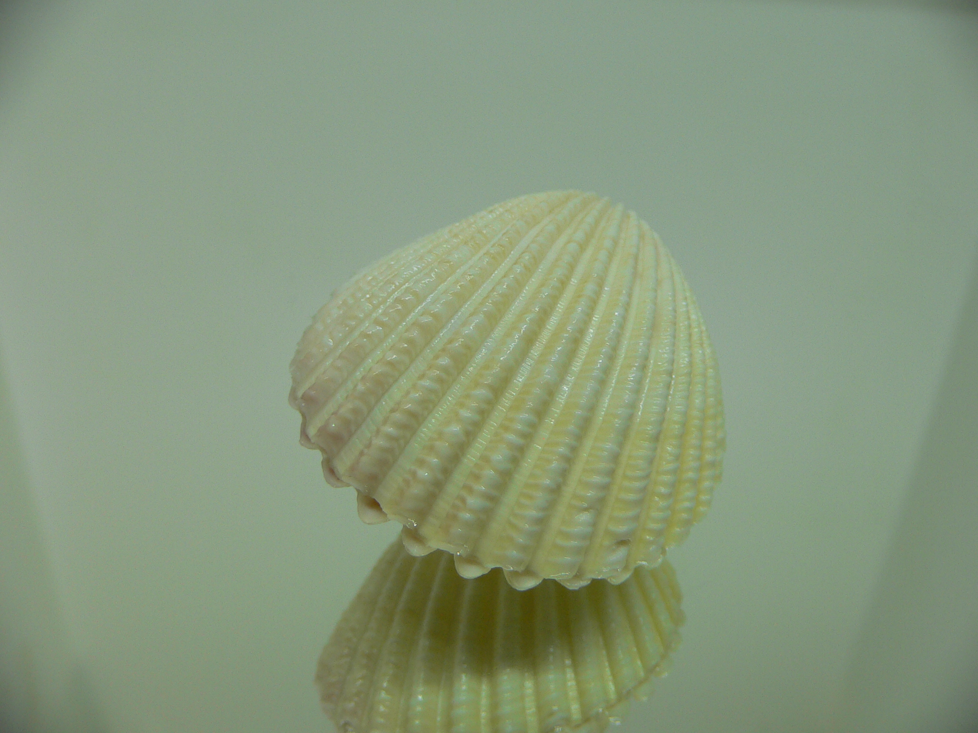 Vasticardium subrugosum