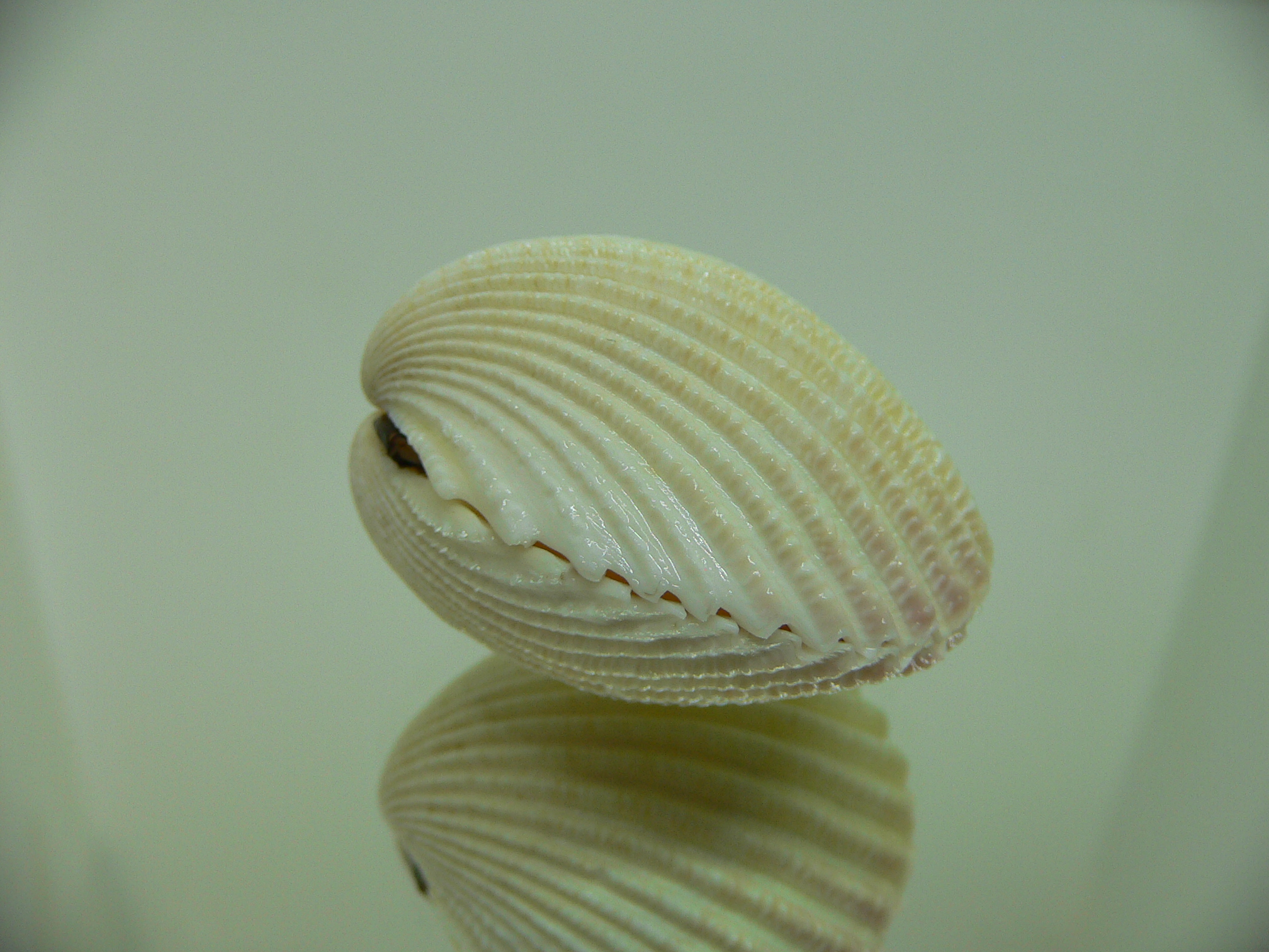 Vasticardium subrugosum